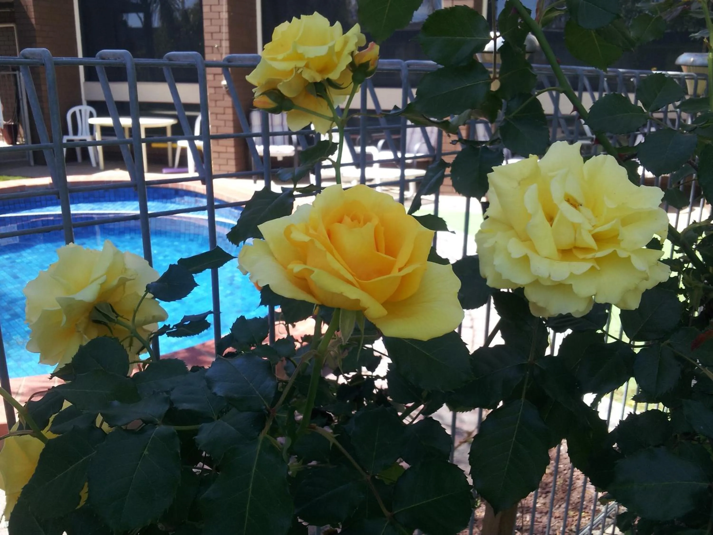 Property building in Warrina Inn Wodonga CBD