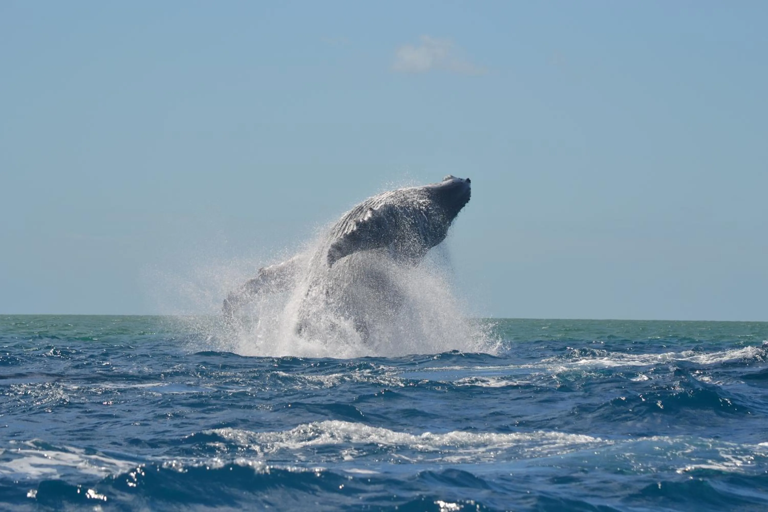 Animals in Natiora Green Lodge