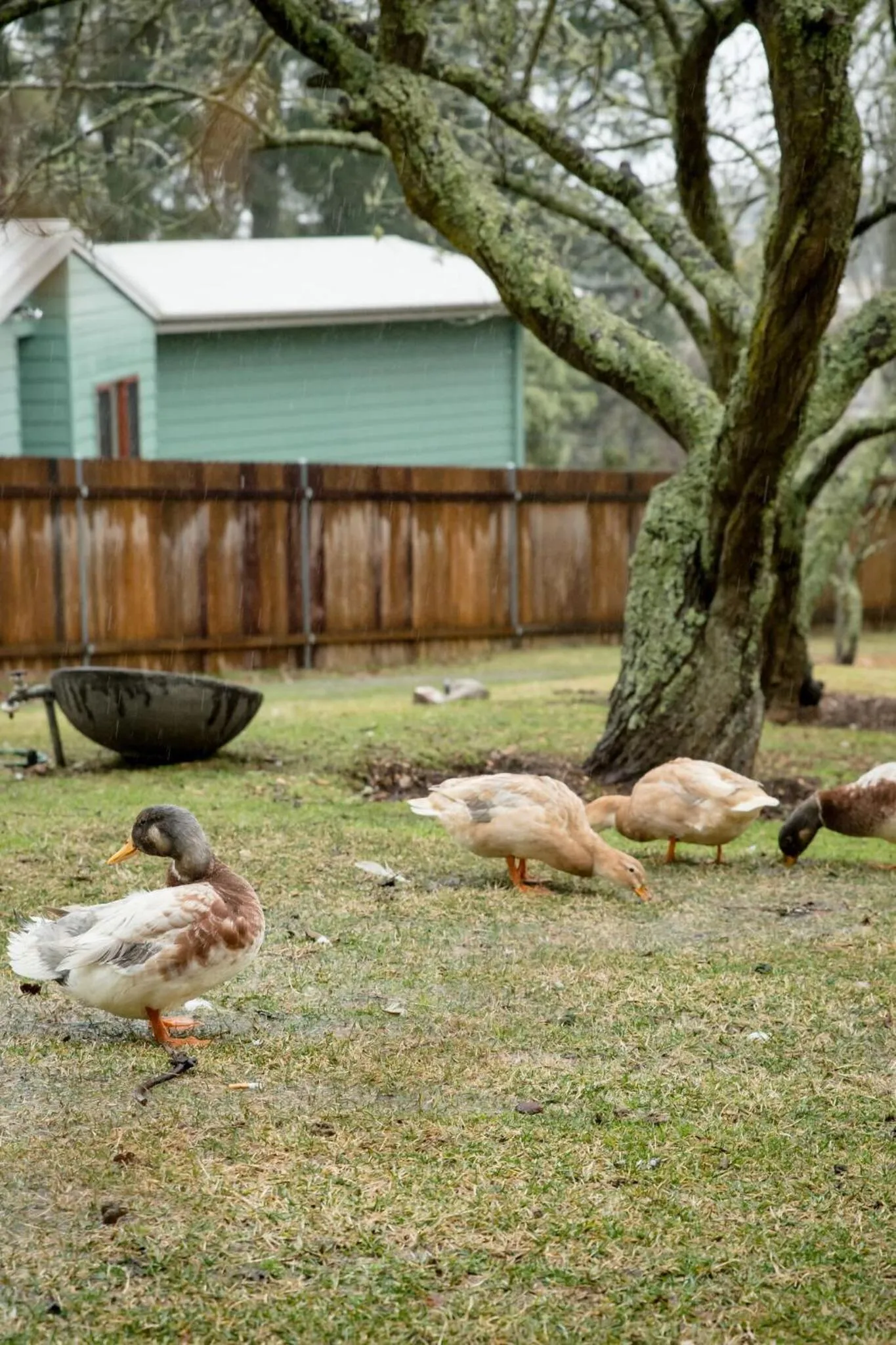 Garden in Hotel Etico at Mount Victoria Manor