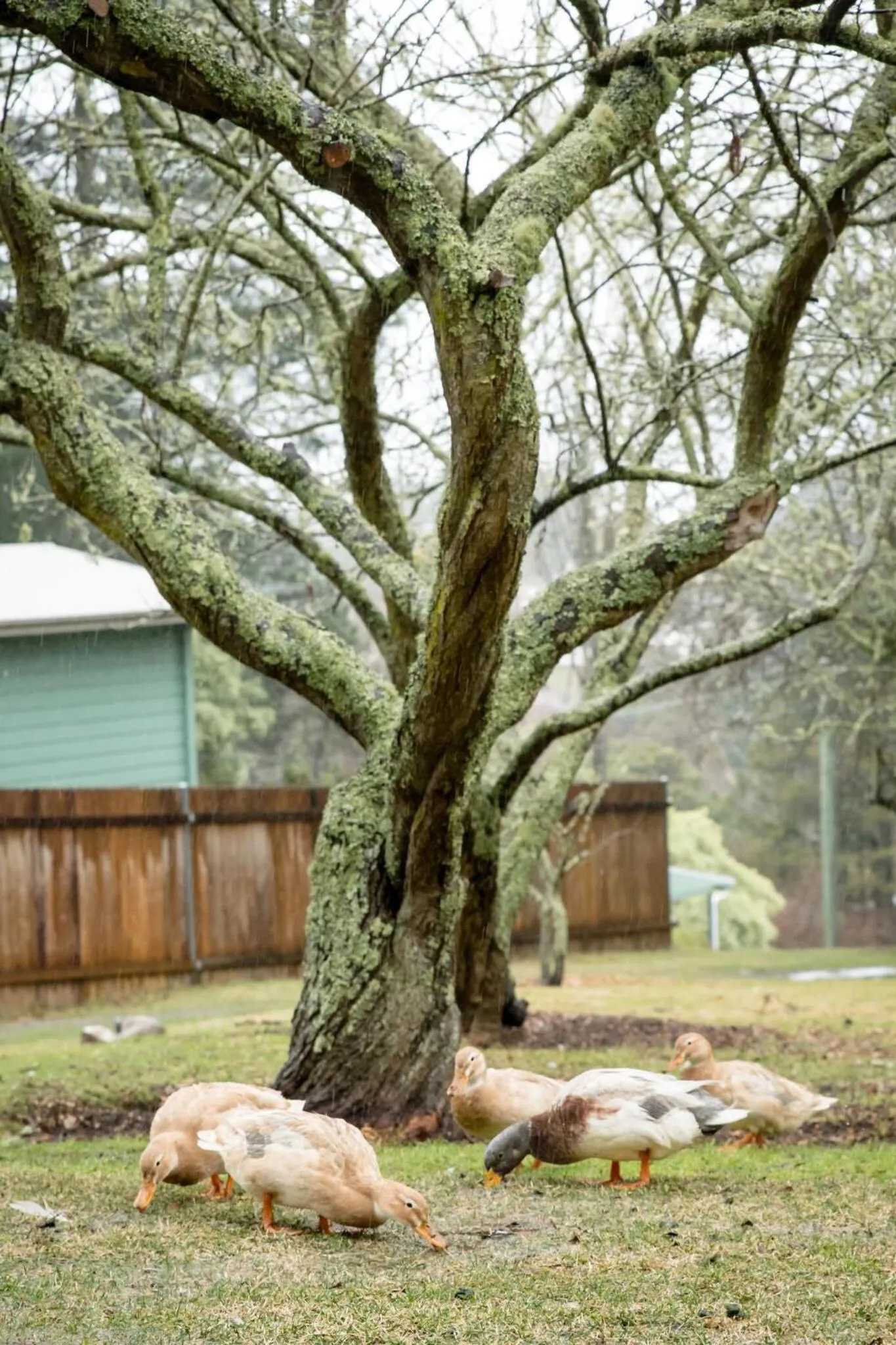 Garden in Hotel Etico at Mount Victoria Manor