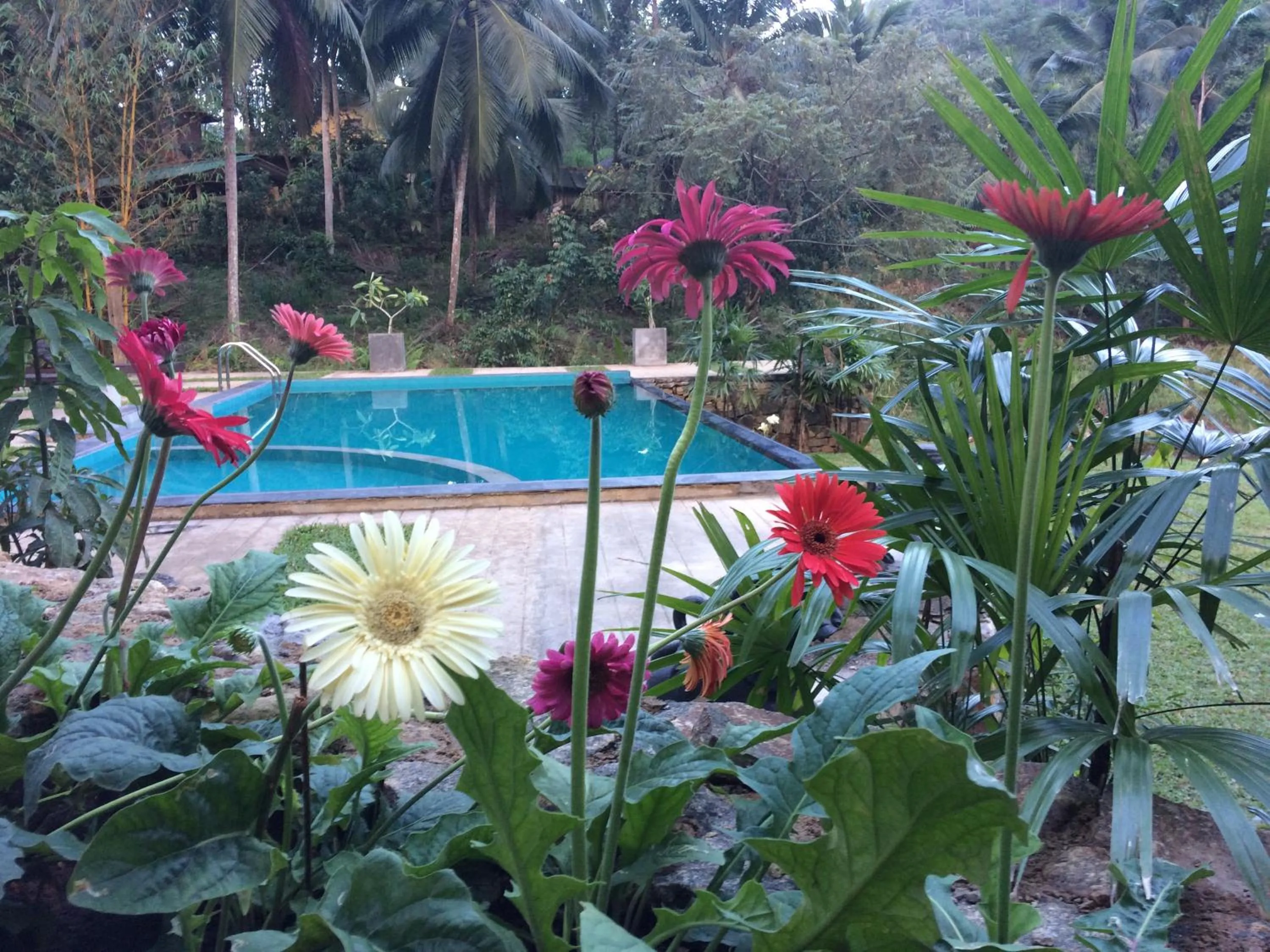 Swimming pool in Sinharaja Hostel
