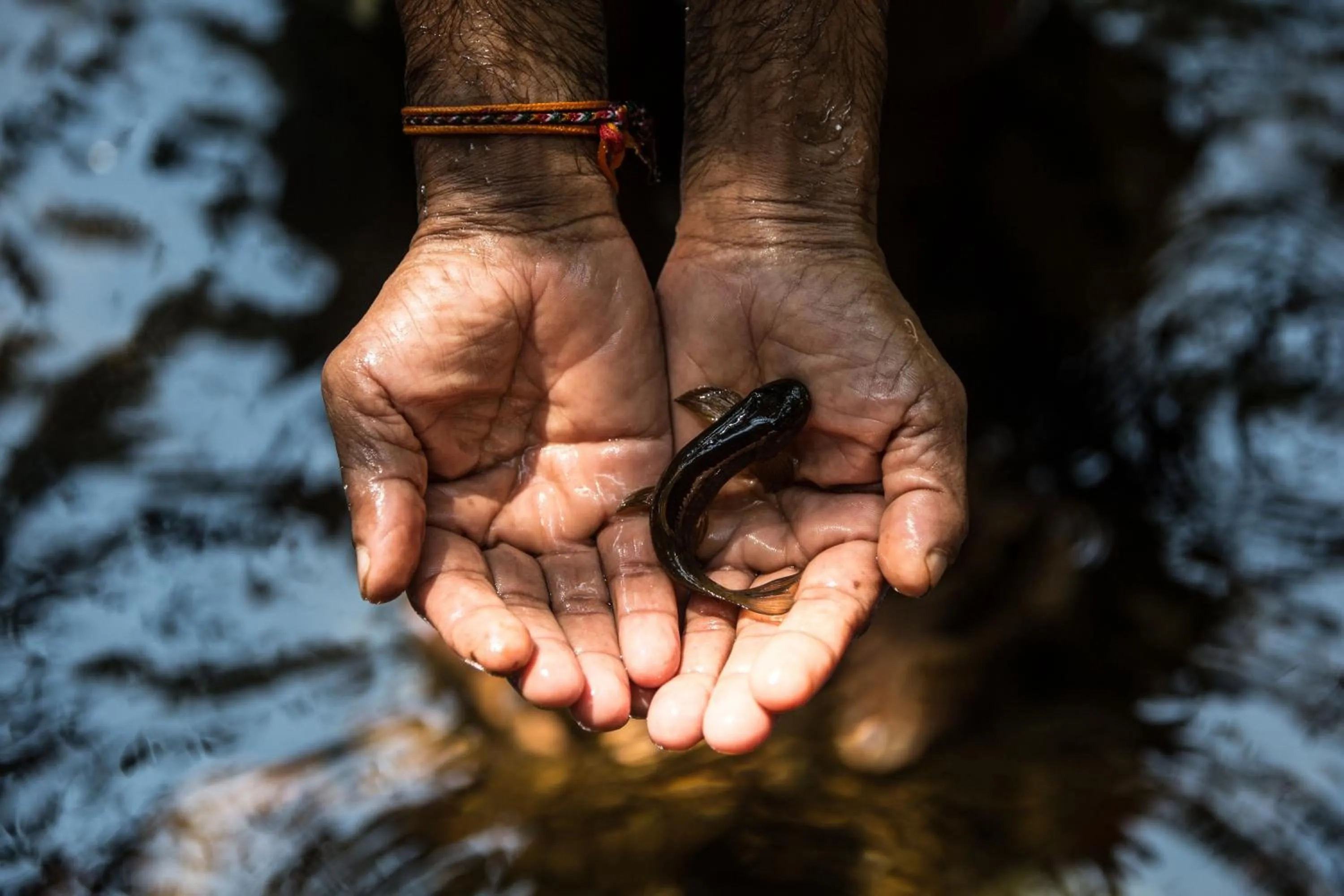 Animals in Sinharaja Hostel