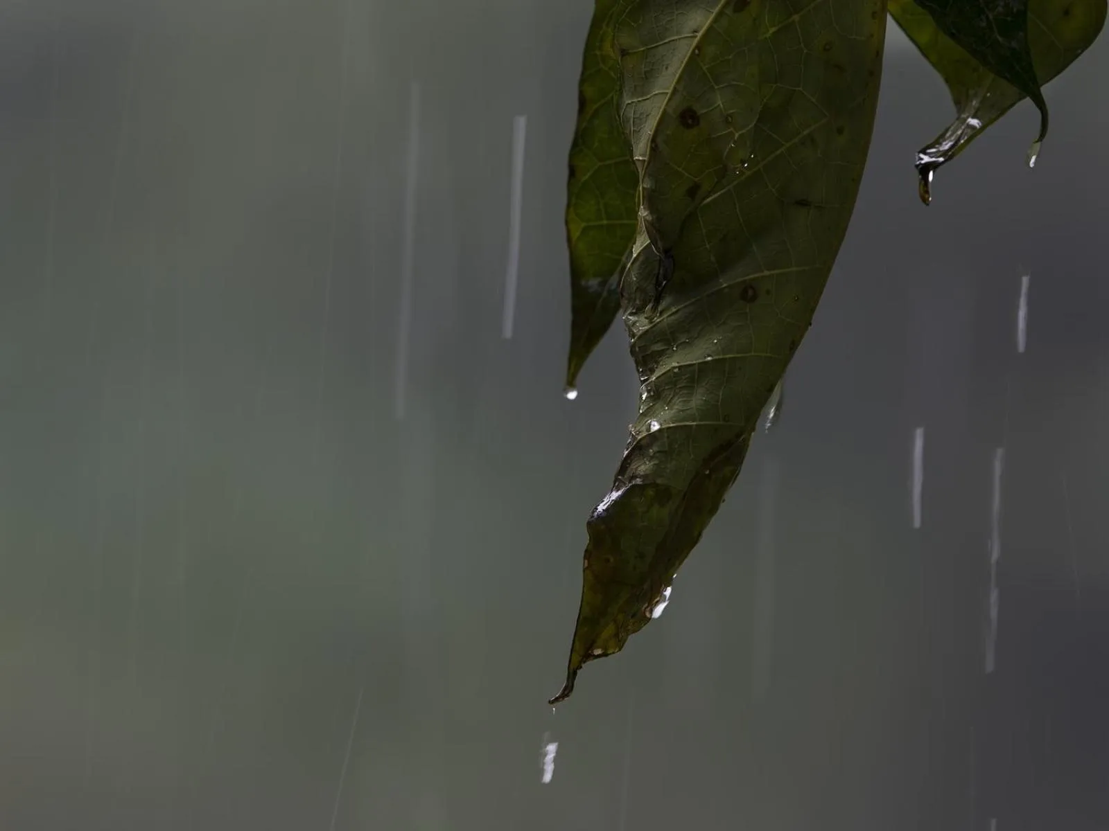 Property building in Sinharaja Hostel