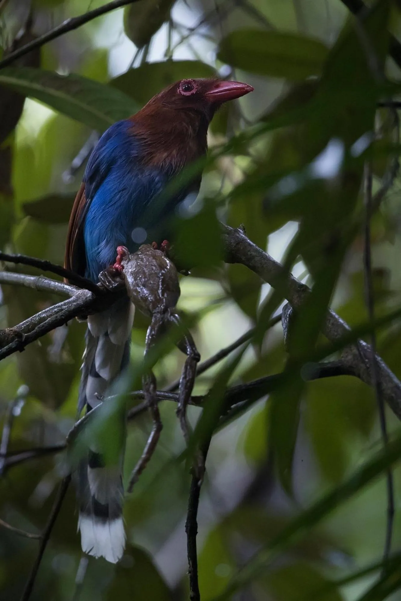 Property building in Sinharaja Hostel