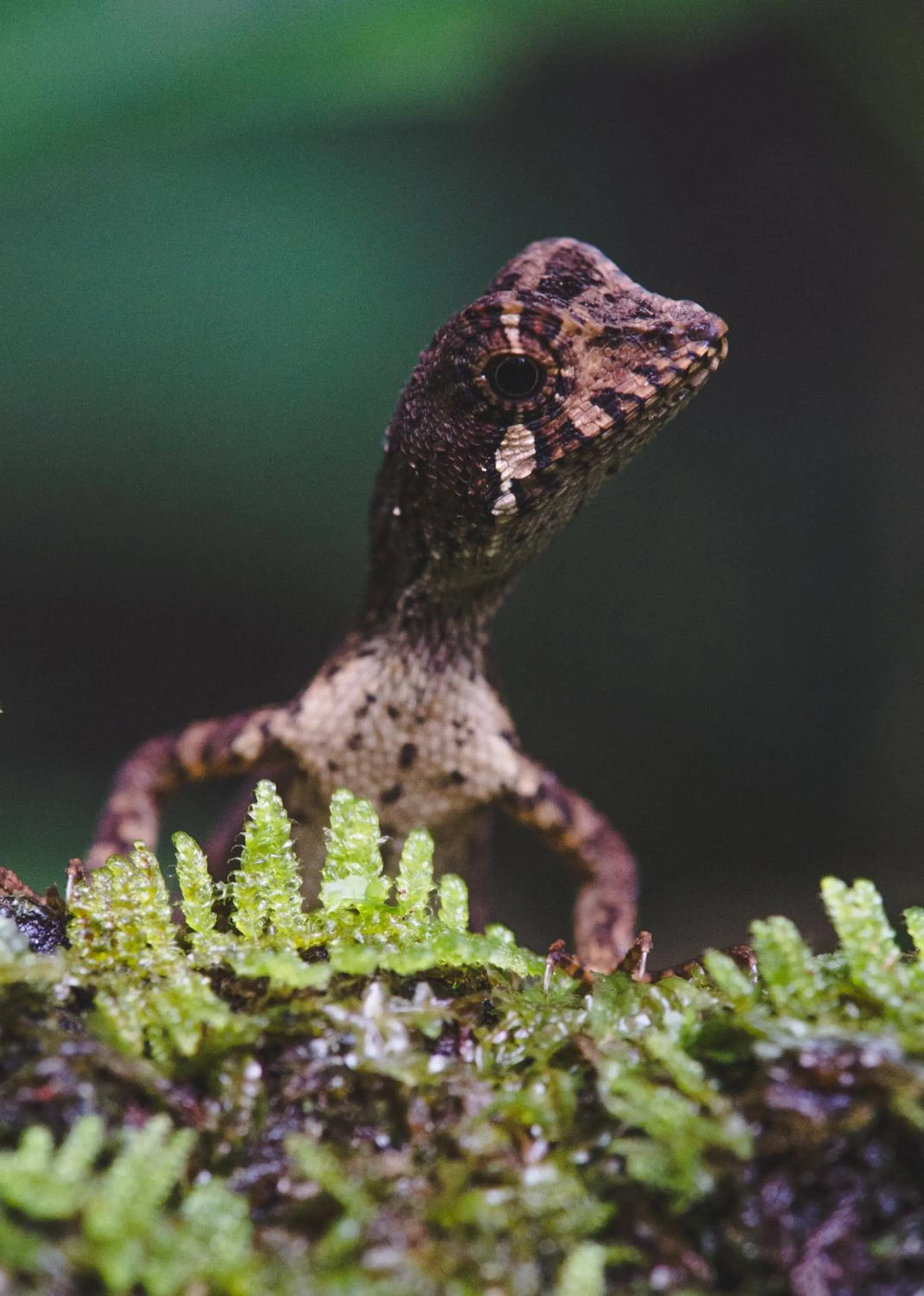 Patio in Sinharaja Hostel