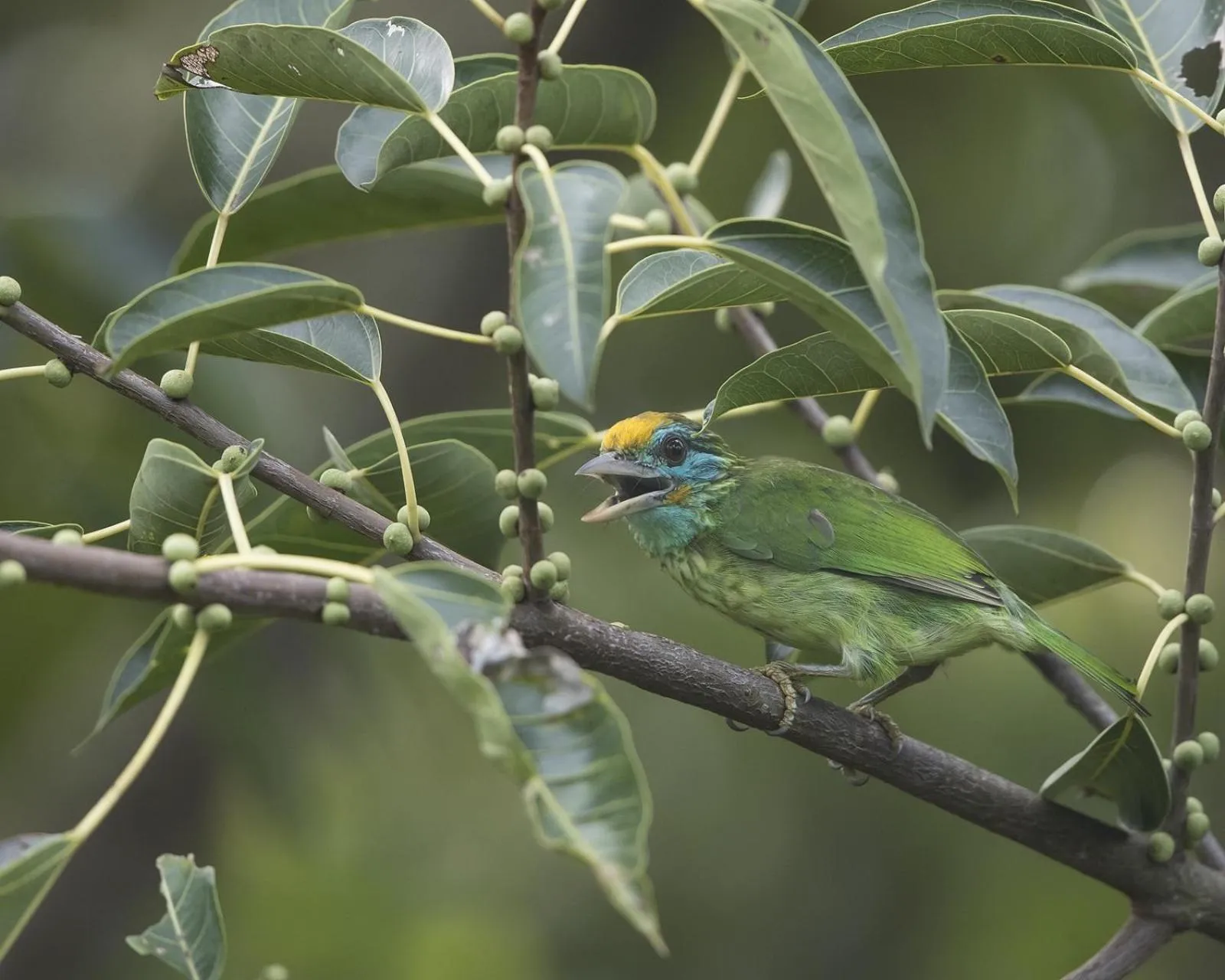 Property building in Sinharaja Hostel