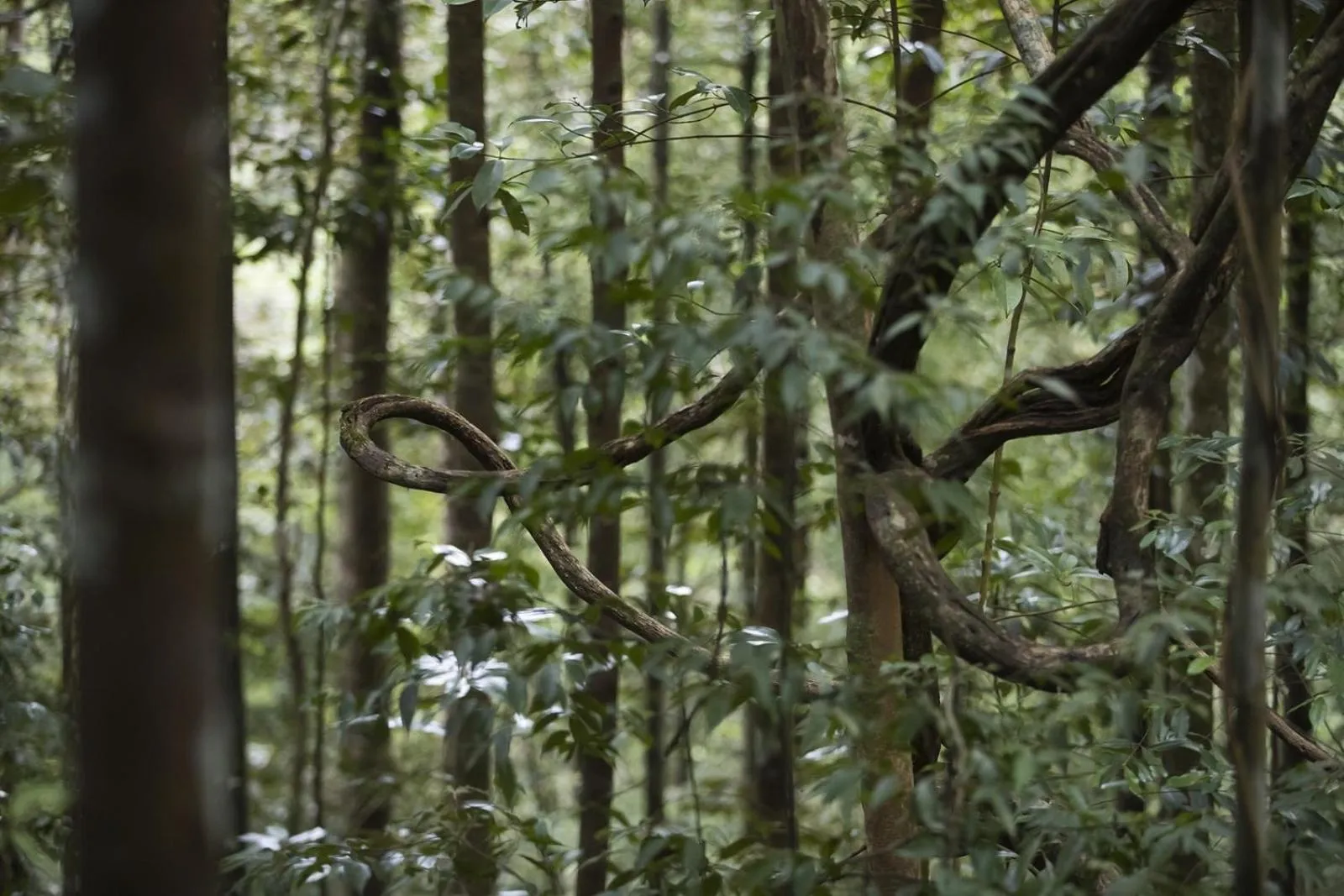 Property building in Sinharaja Hostel
