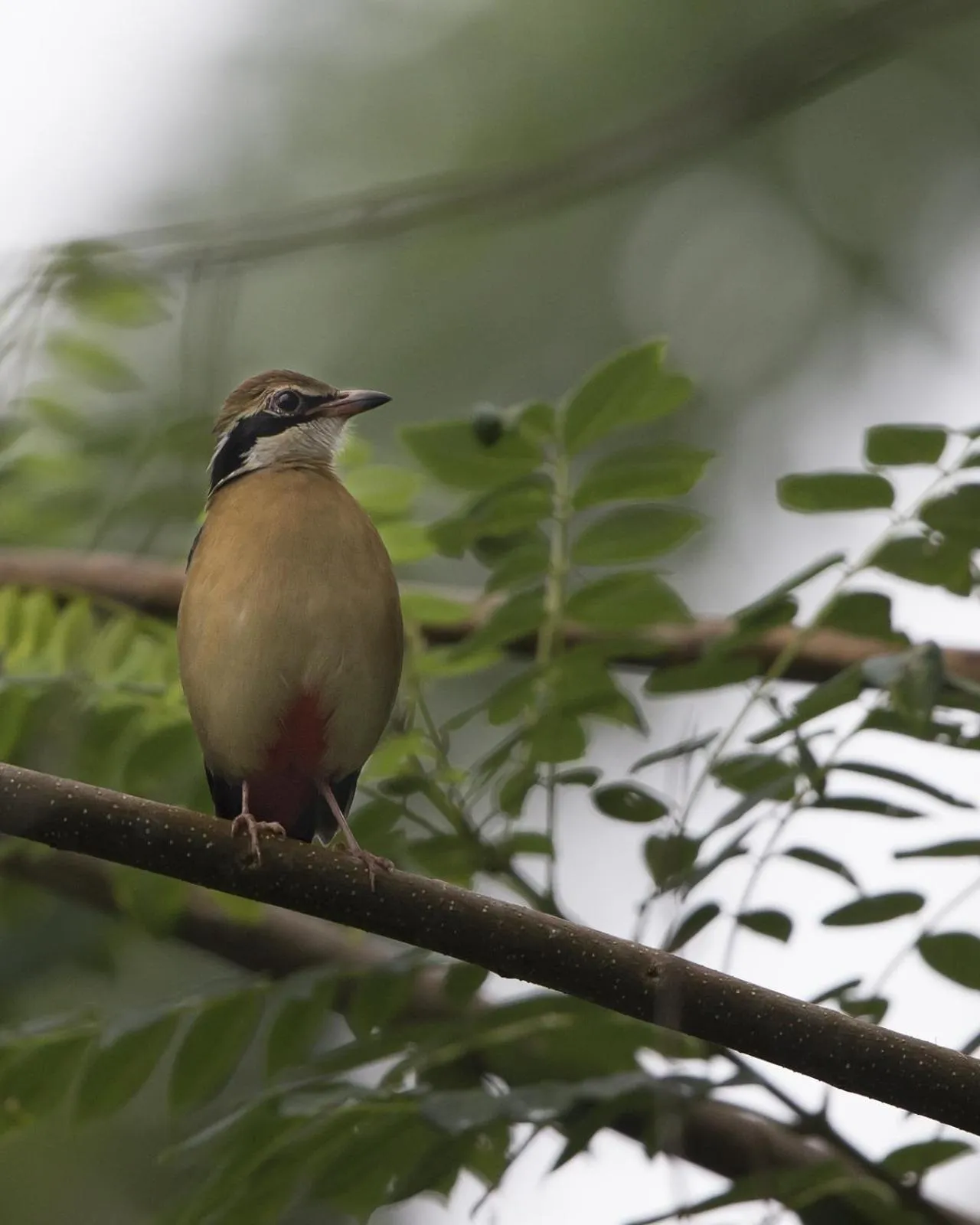 Property building in Sinharaja Hostel