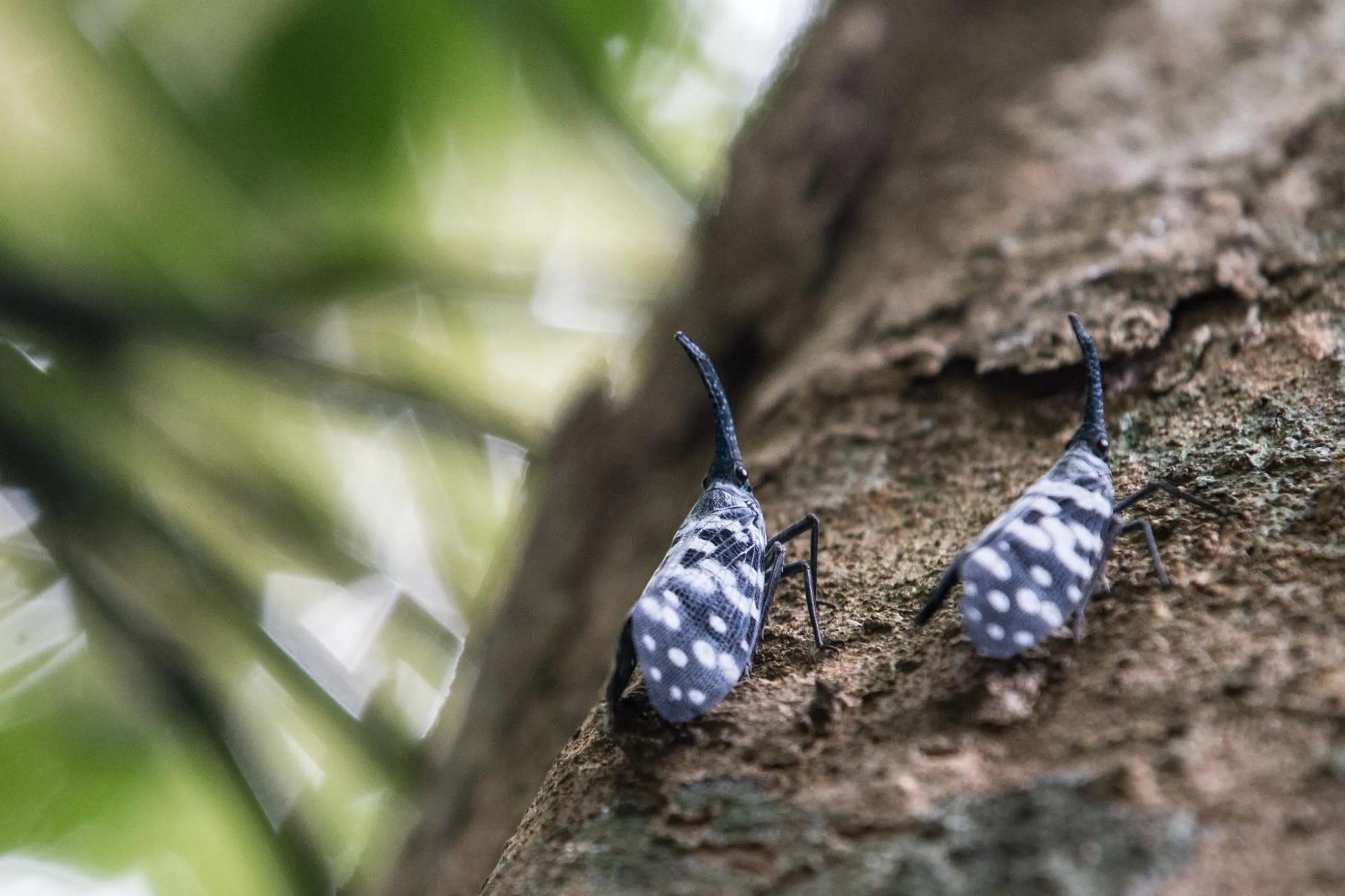 Animals in Sinharaja Hostel