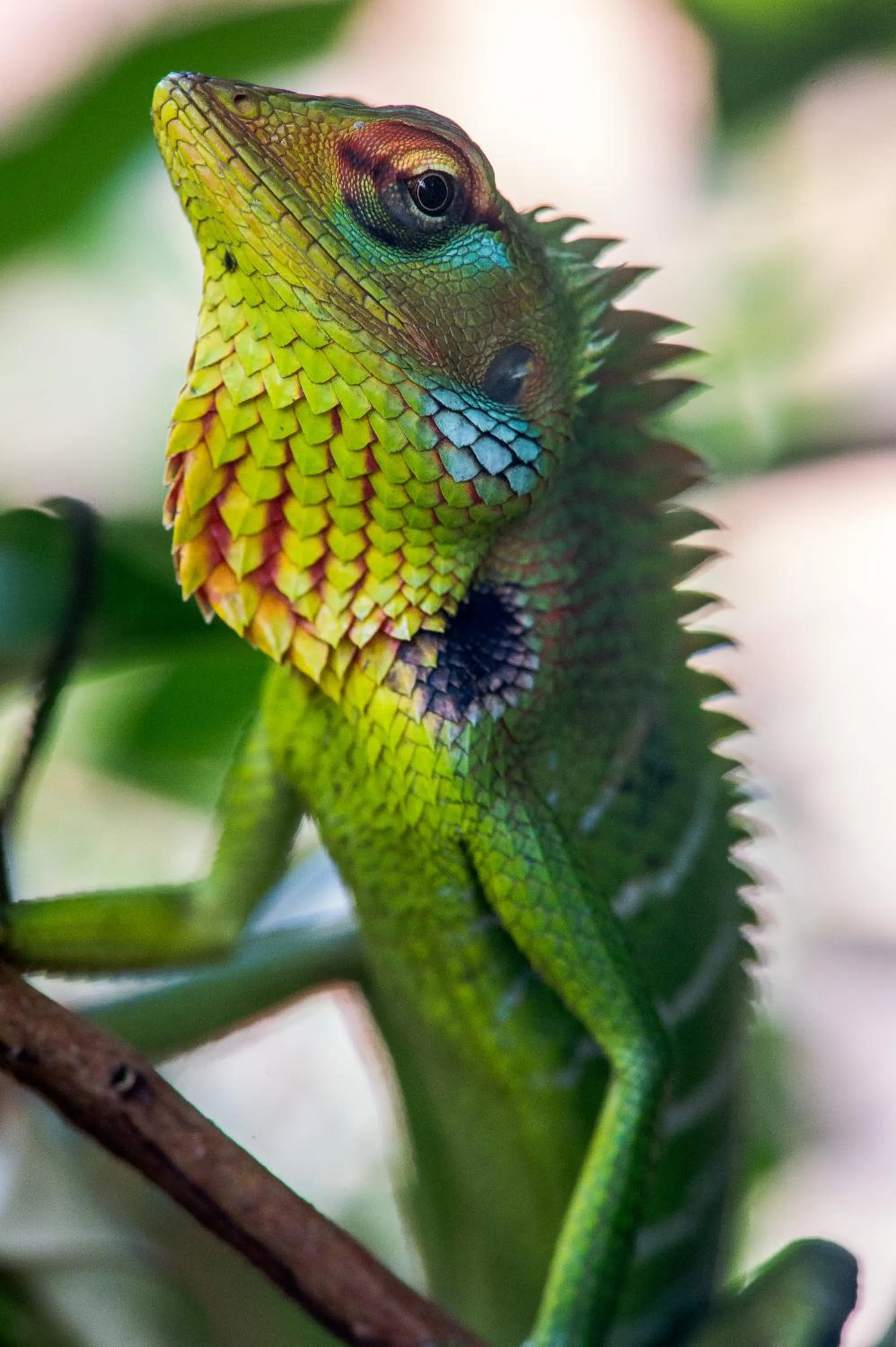 Animals in Sinharaja Hostel