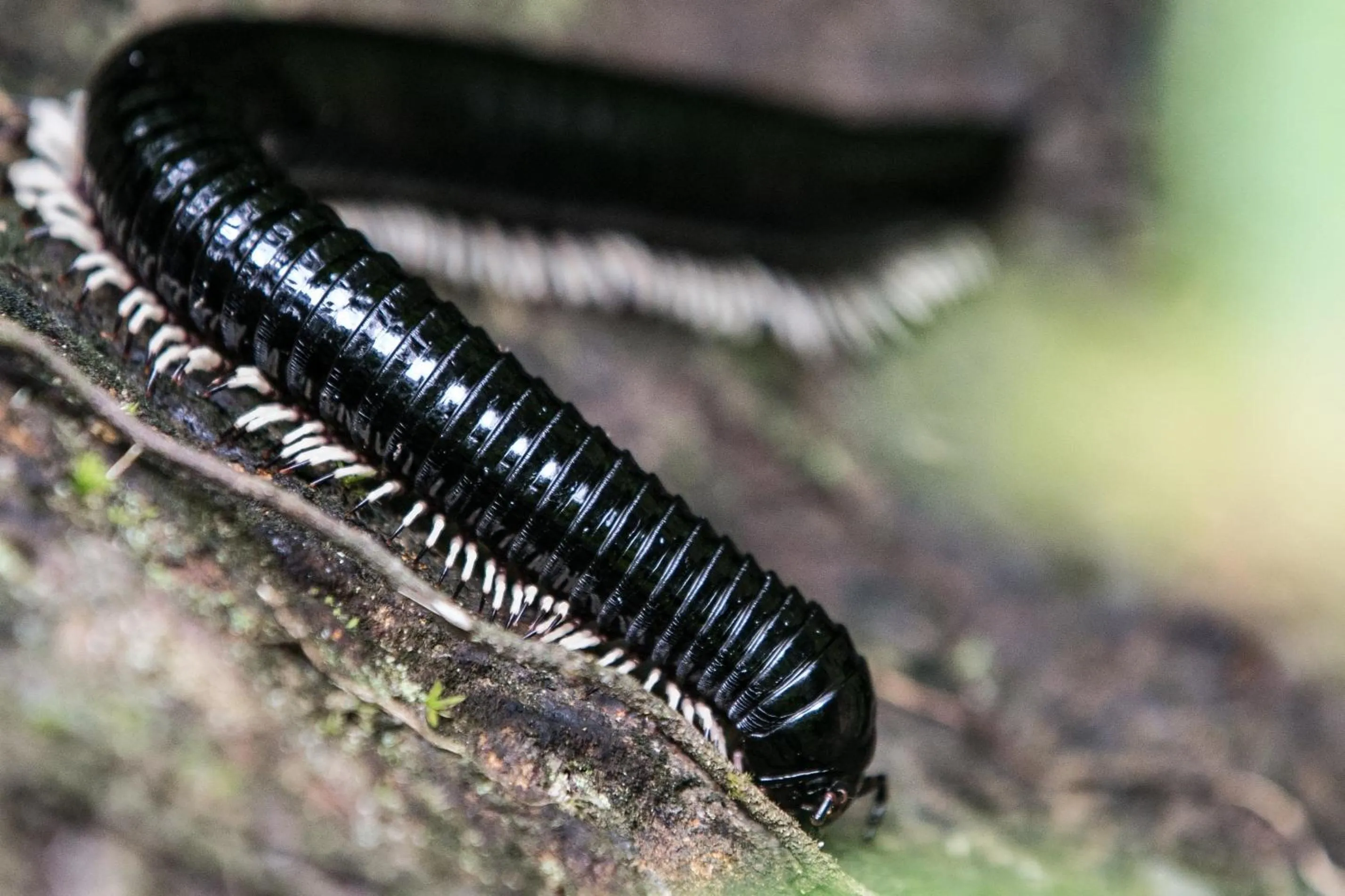 Other in Sinharaja Hostel