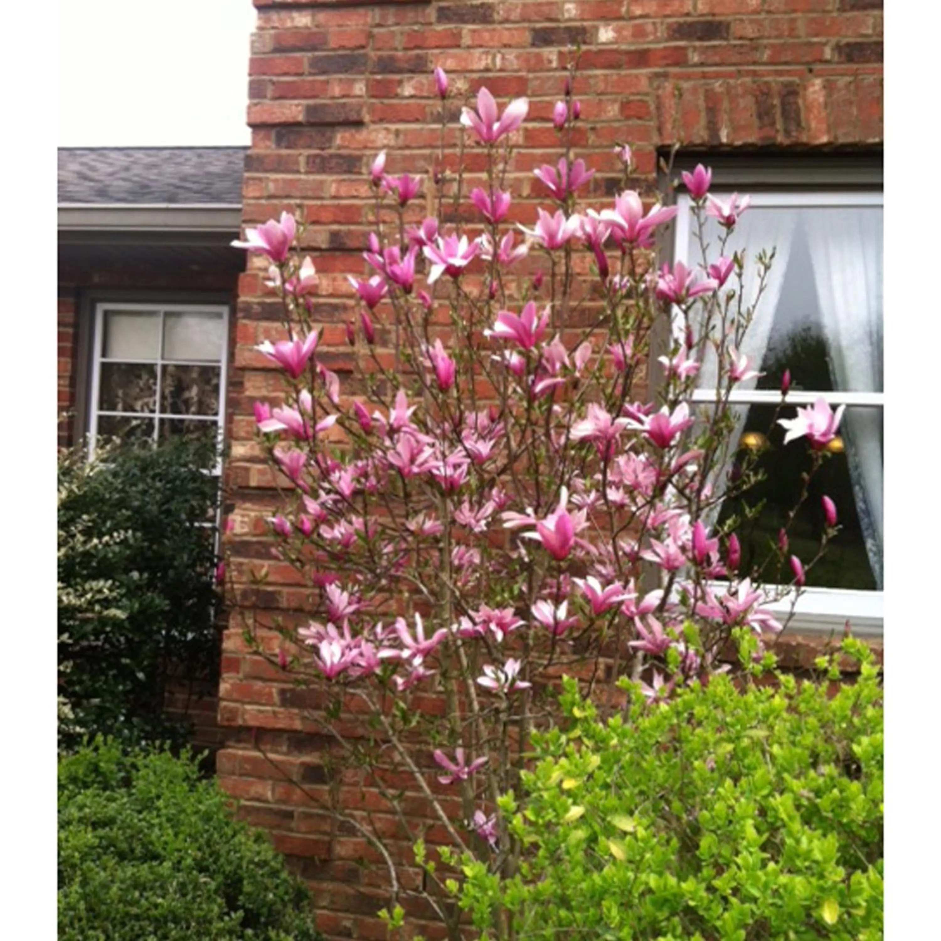 Facade/entrance in Brenda Lee History 2BR Villa Pool Hot Tub