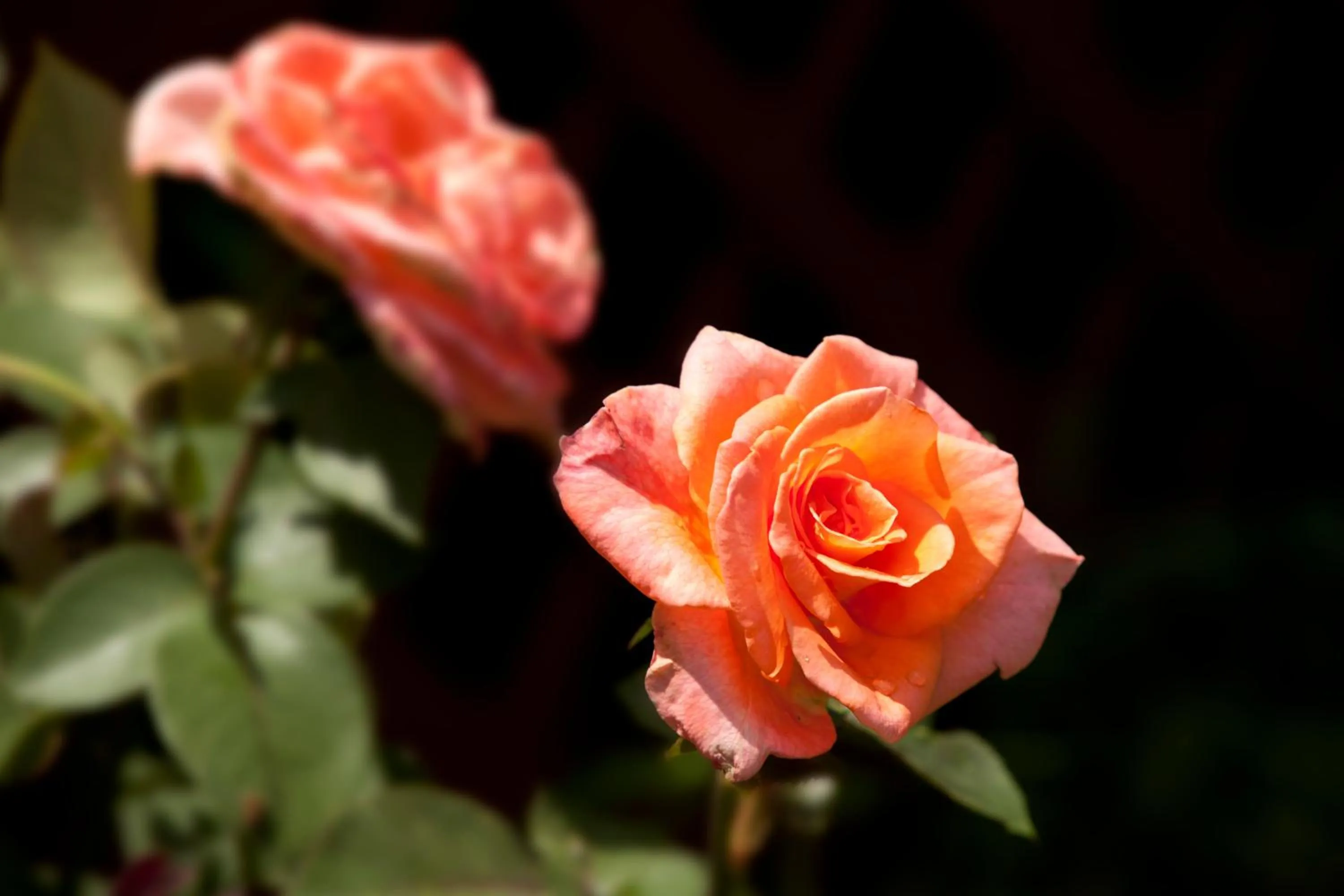 Decorative detail in Brenda Lee History 2BR Villa Pool Hot Tub
