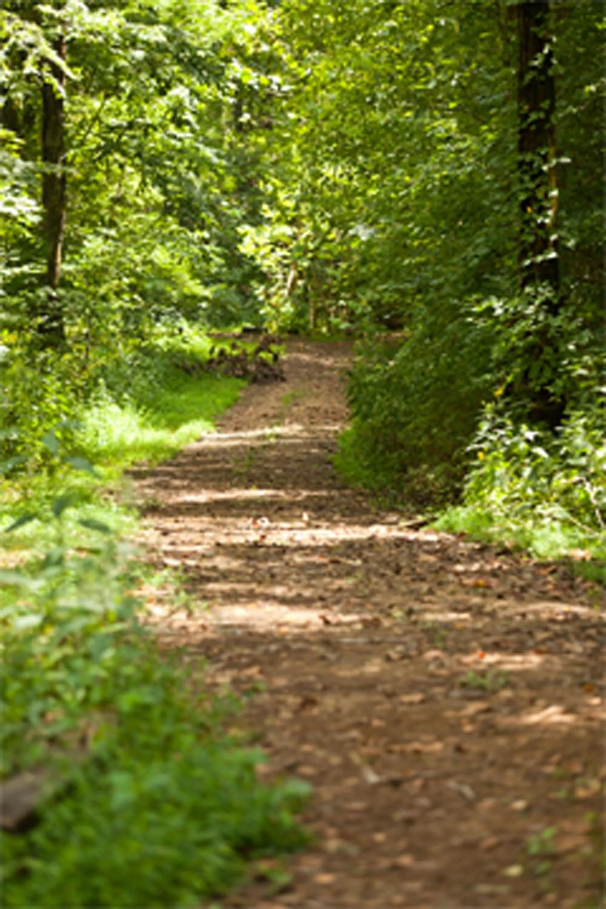 Natural landscape in Brenda Lee History 2BR Villa Pool Hot Tub