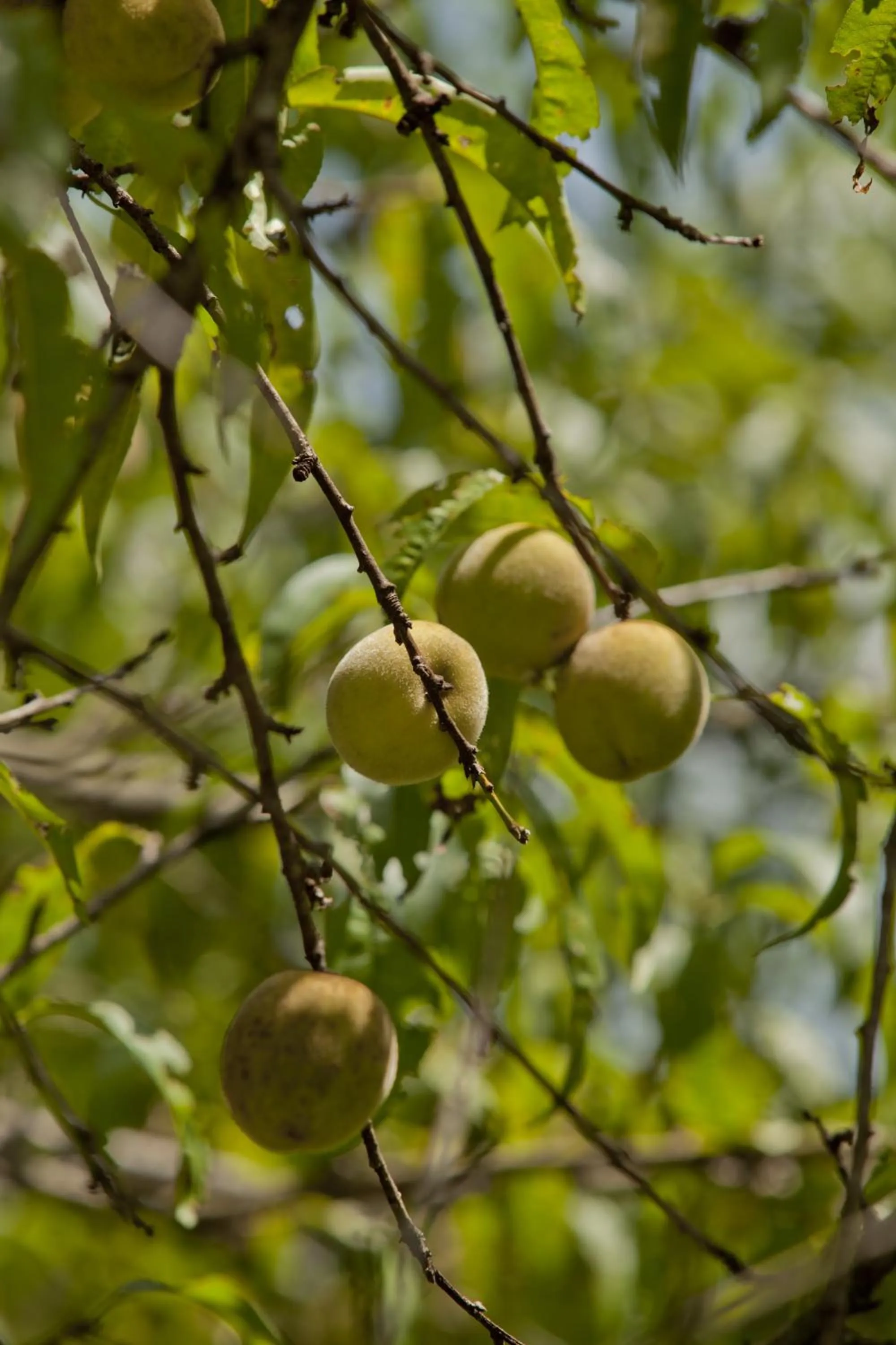 Garden in Brenda Lee History 2BR Villa Pool Hot Tub