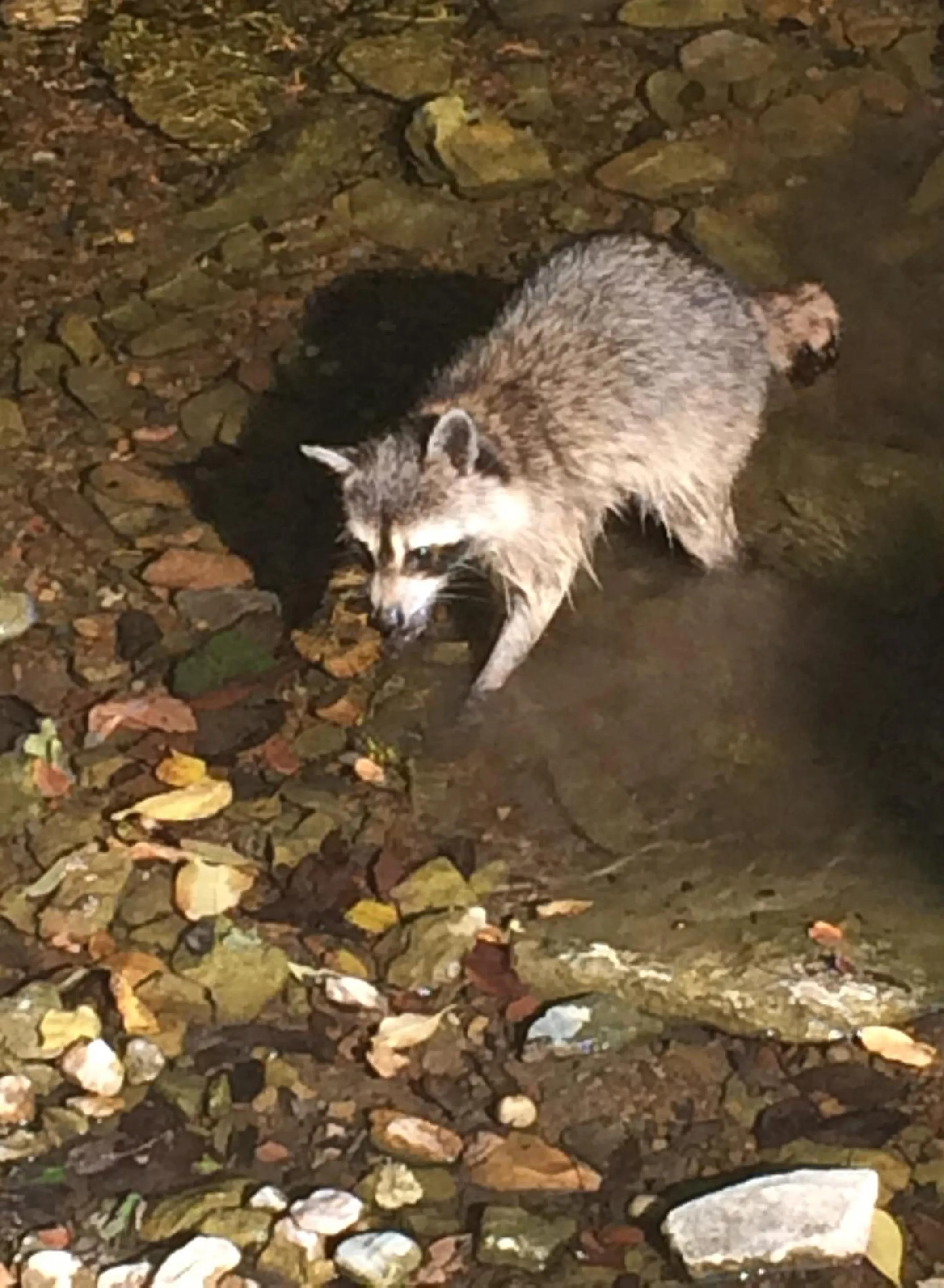 Animals in Brenda Lee History 2BR Villa Pool Hot Tub