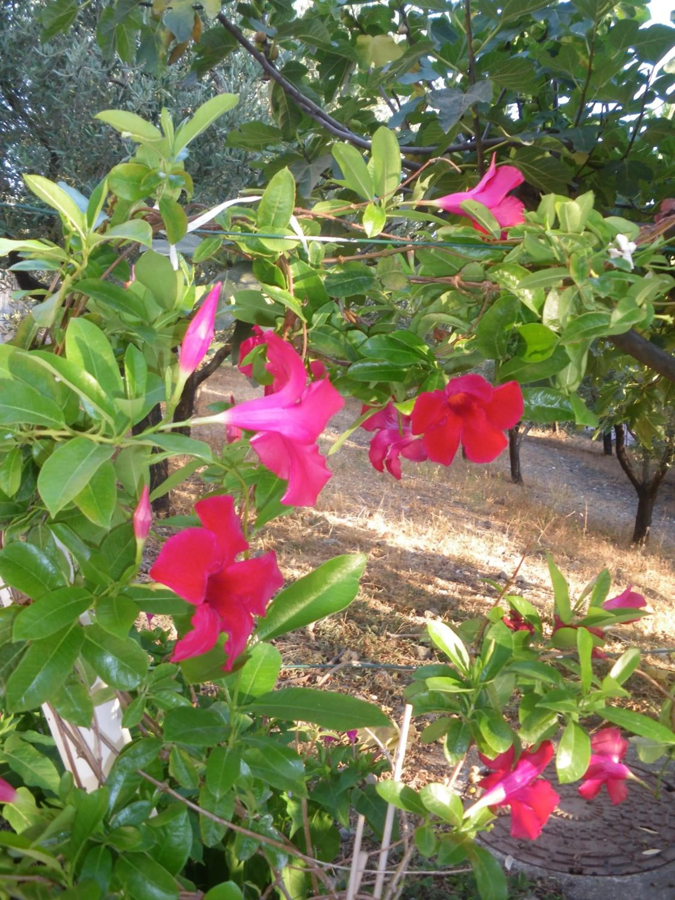 Garden in B&B Blanda