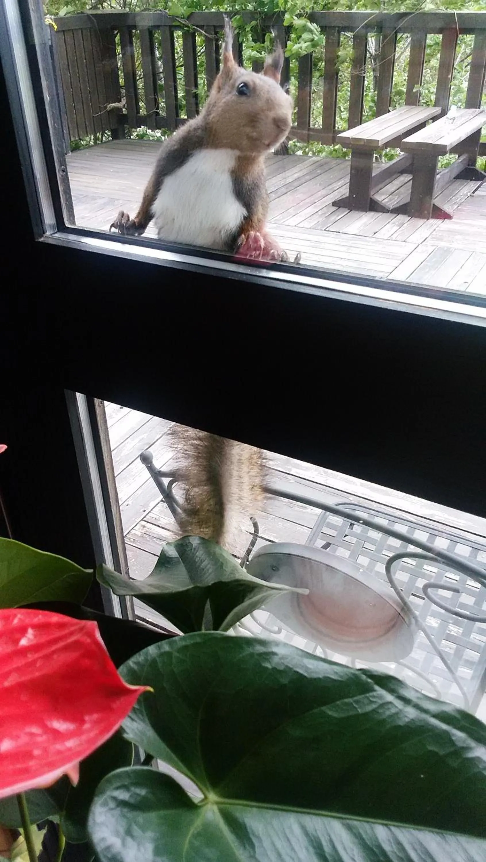 Animals in Pension Raclette