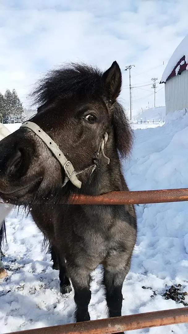 Winter in Pension Raclette