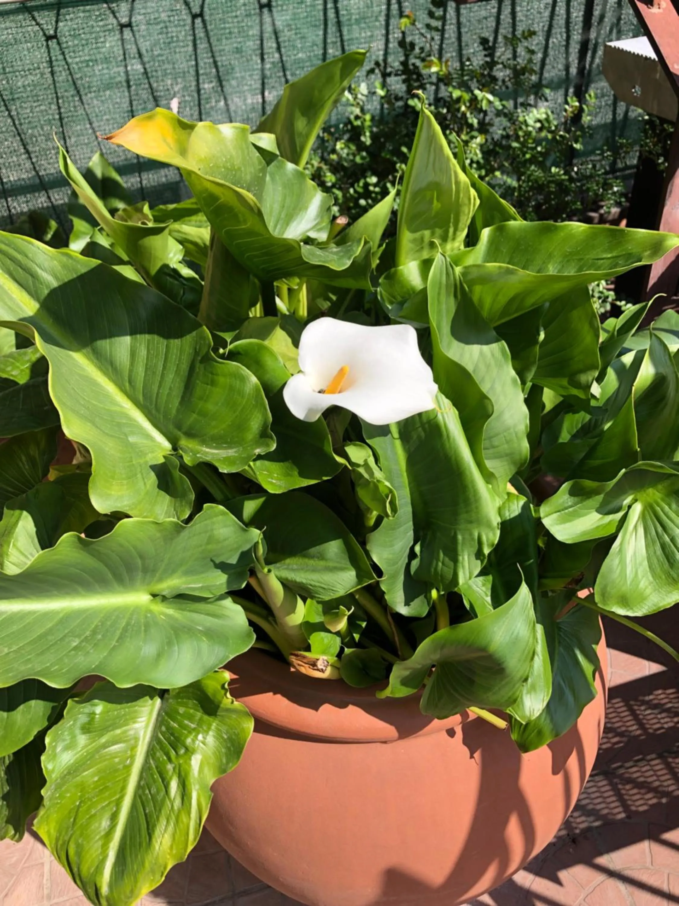 La Terrazza Appartamento turisctico Agata