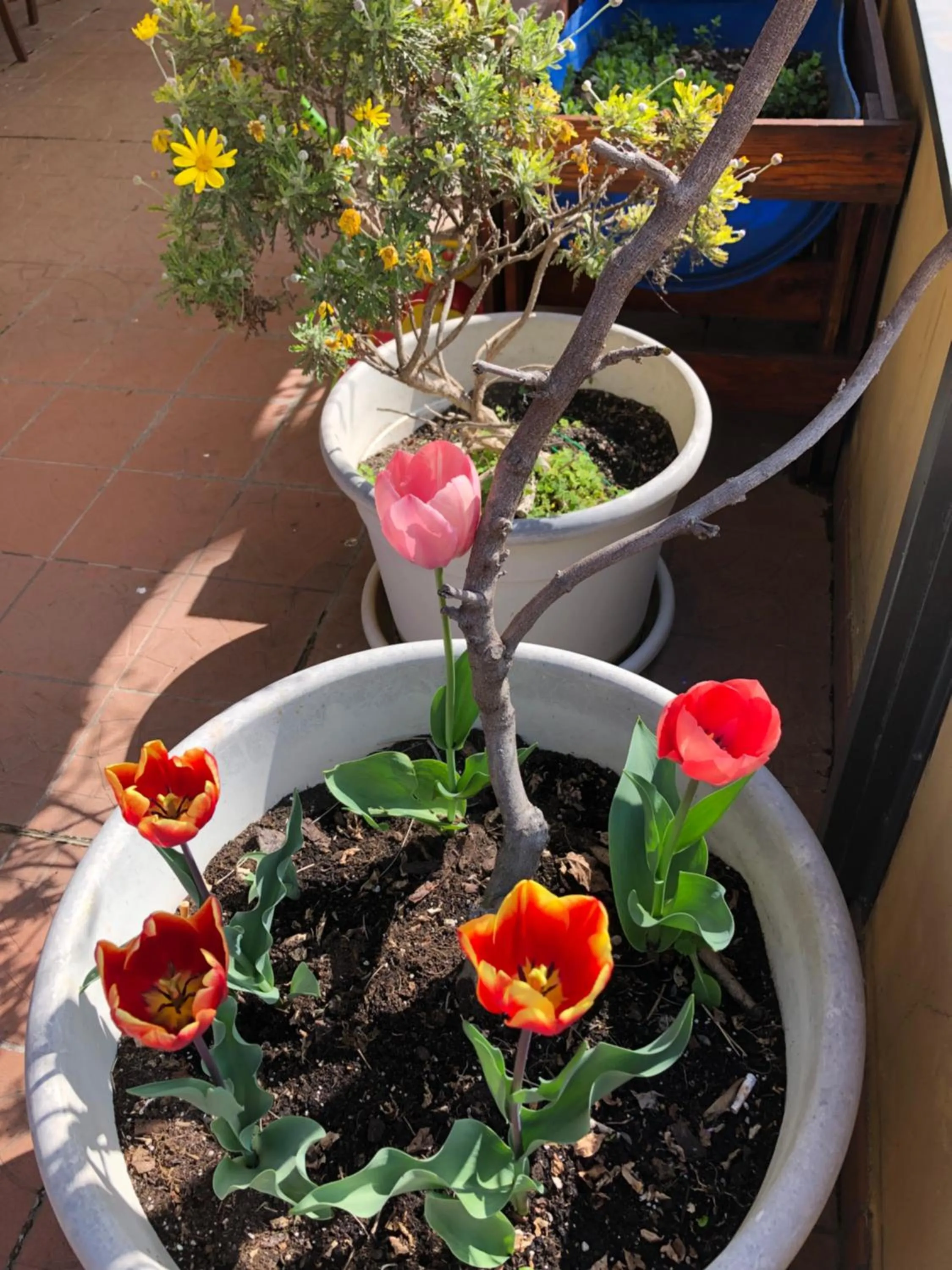 La Terrazza Appartamento turisctico Agata