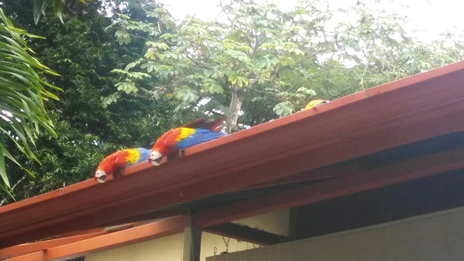 Animals in Coyaba Tropical Elegant Adult Guesthouse