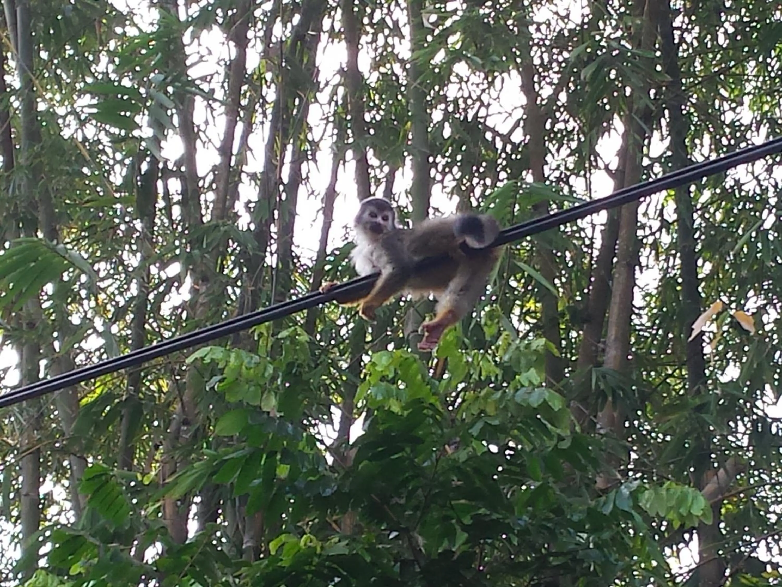 Animals in Coyaba Tropical Elegant Adult Guesthouse