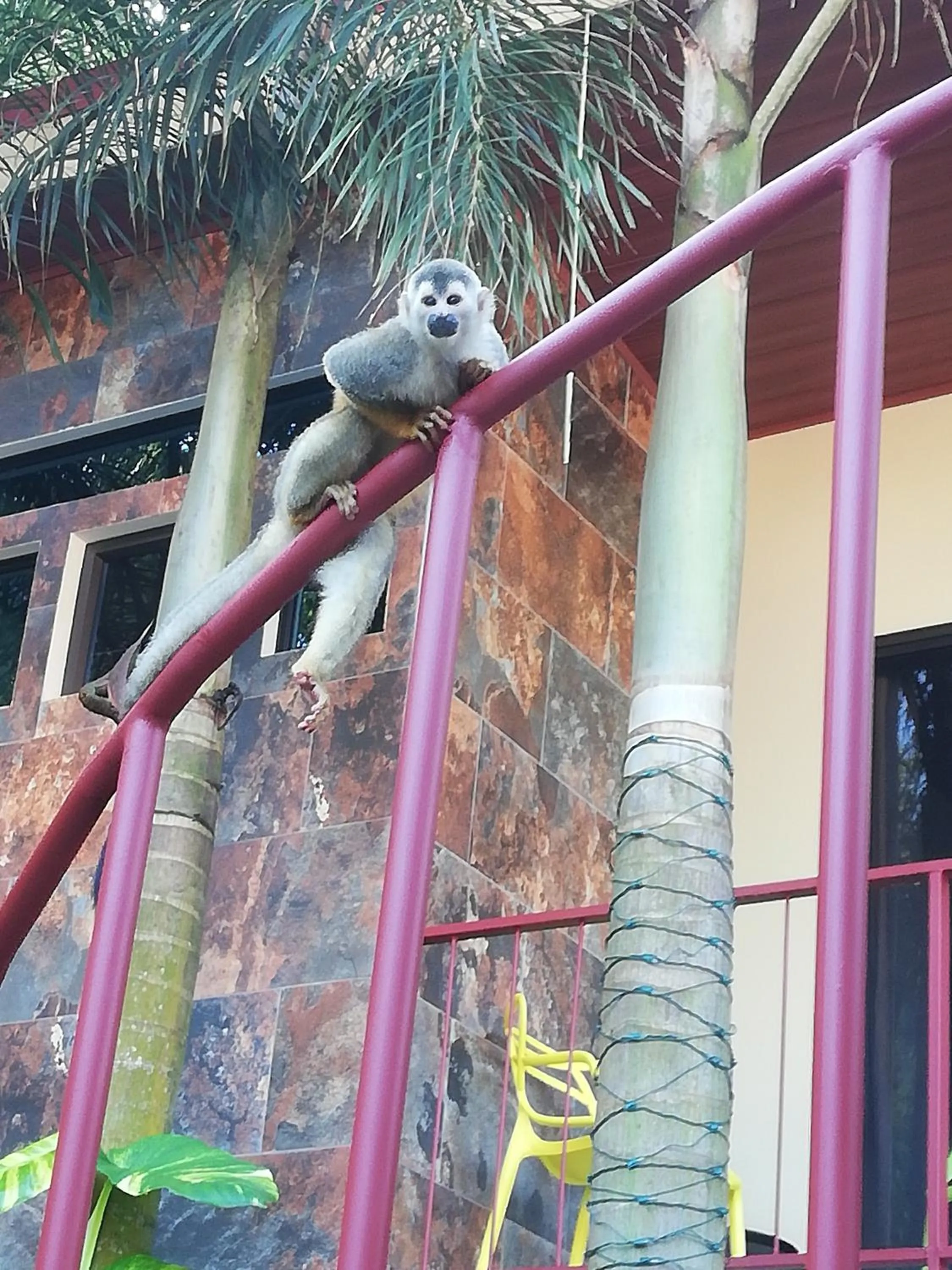 Balcony/Terrace in Coyaba Tropical Elegant Adult Guesthouse