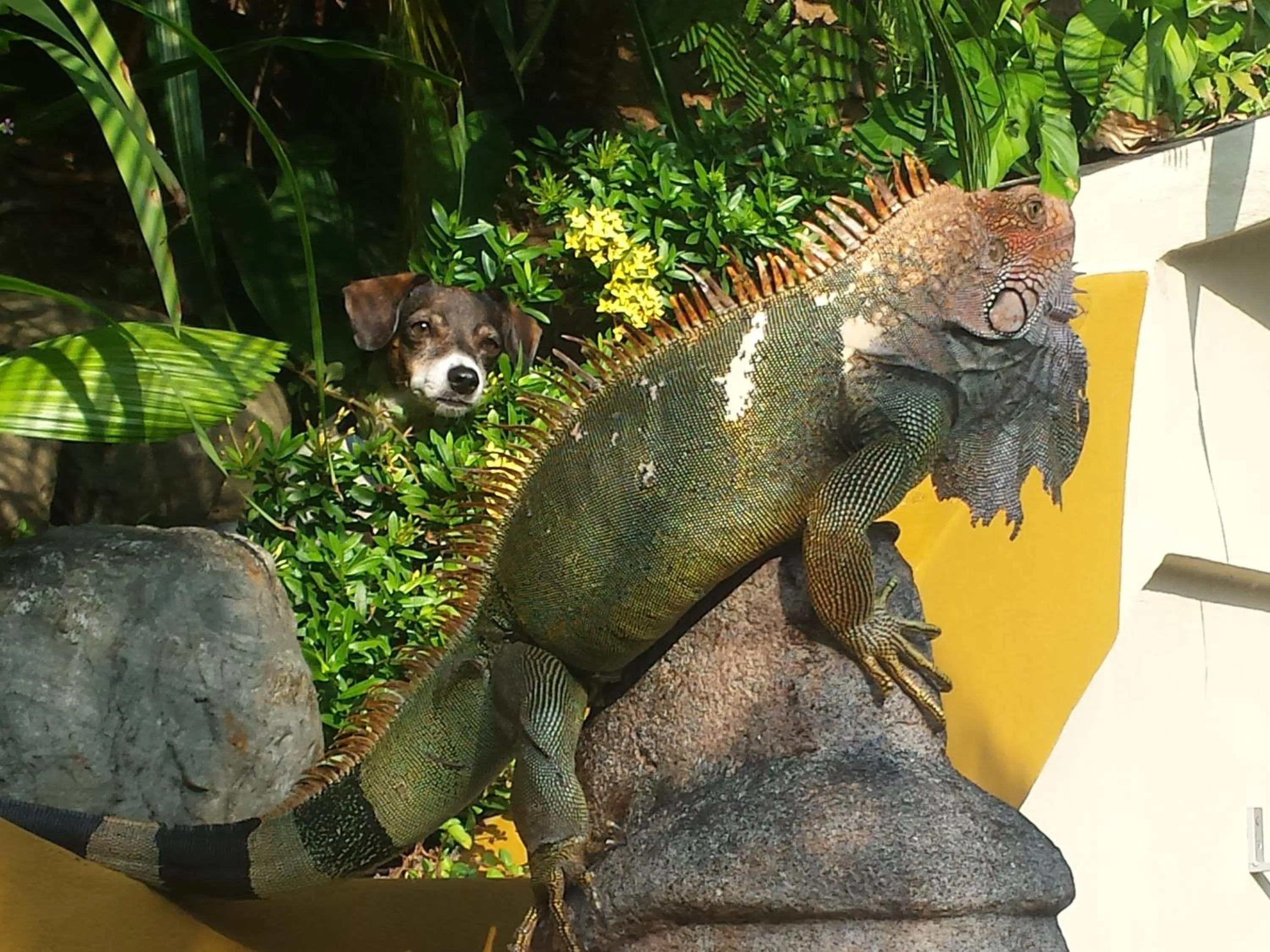 Animals in Coyaba Tropical Elegant Adult Guesthouse