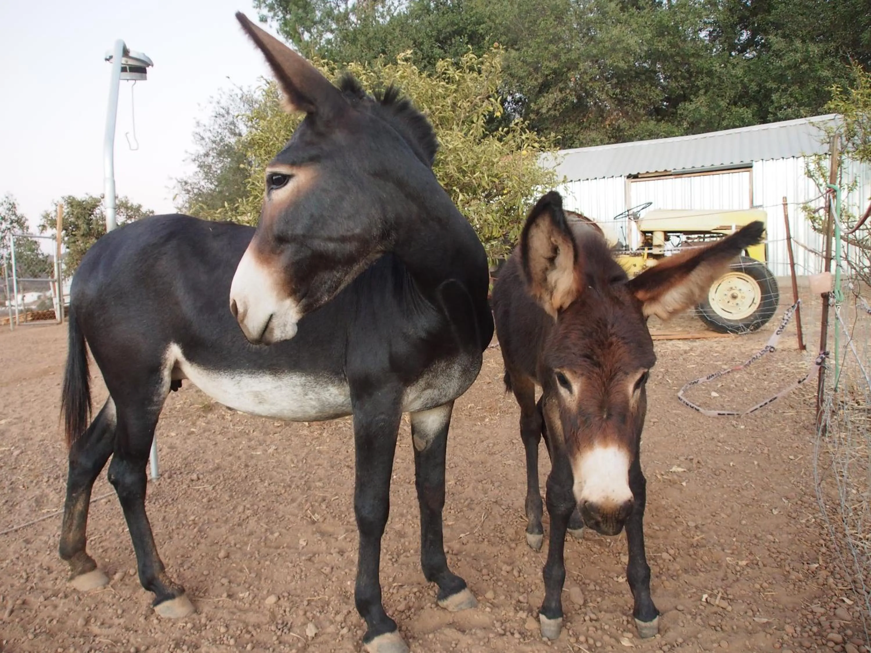 Pets in Casa Mayoral B&B Pet friendly