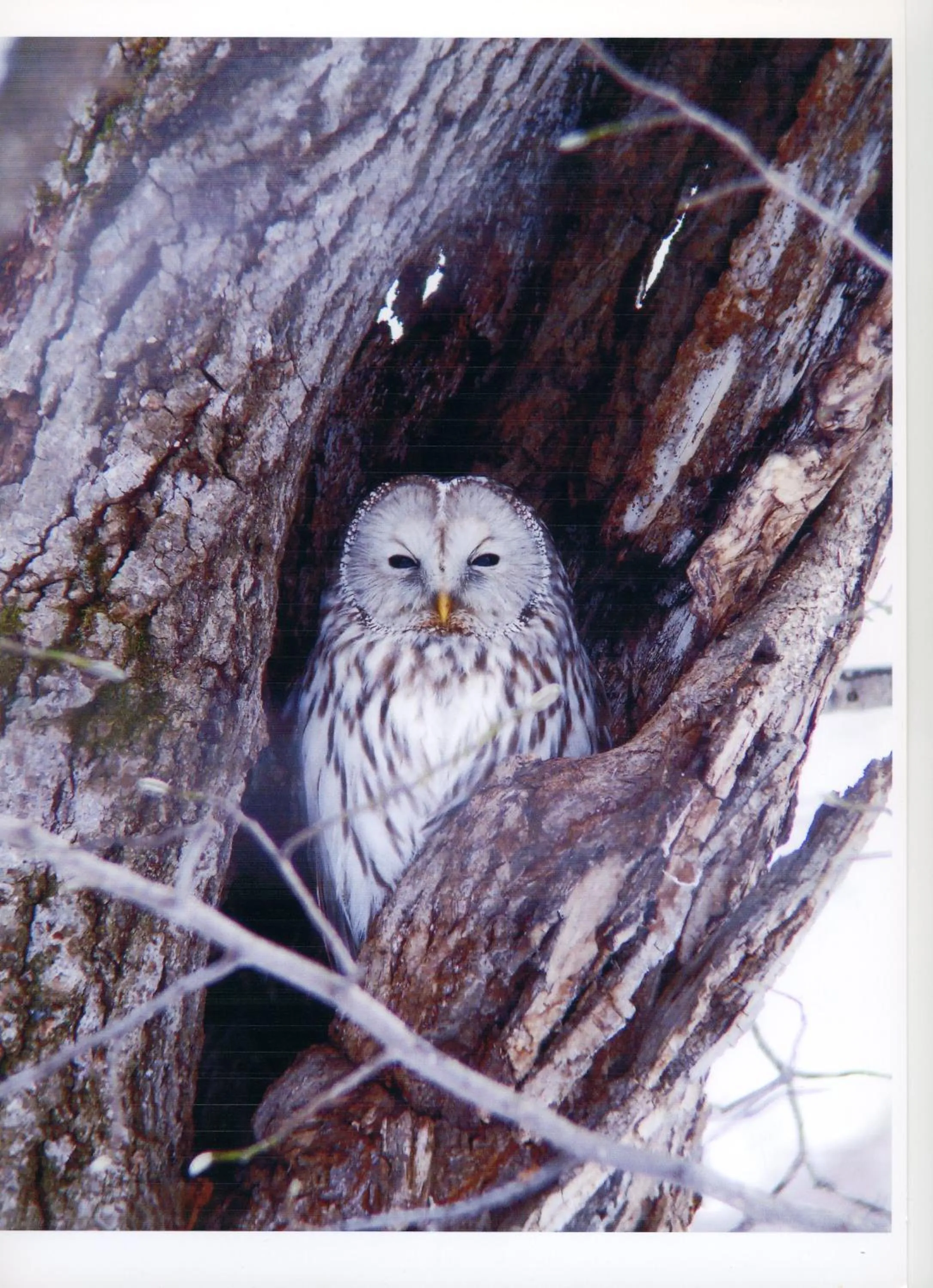 Other in Pension Gooseberry