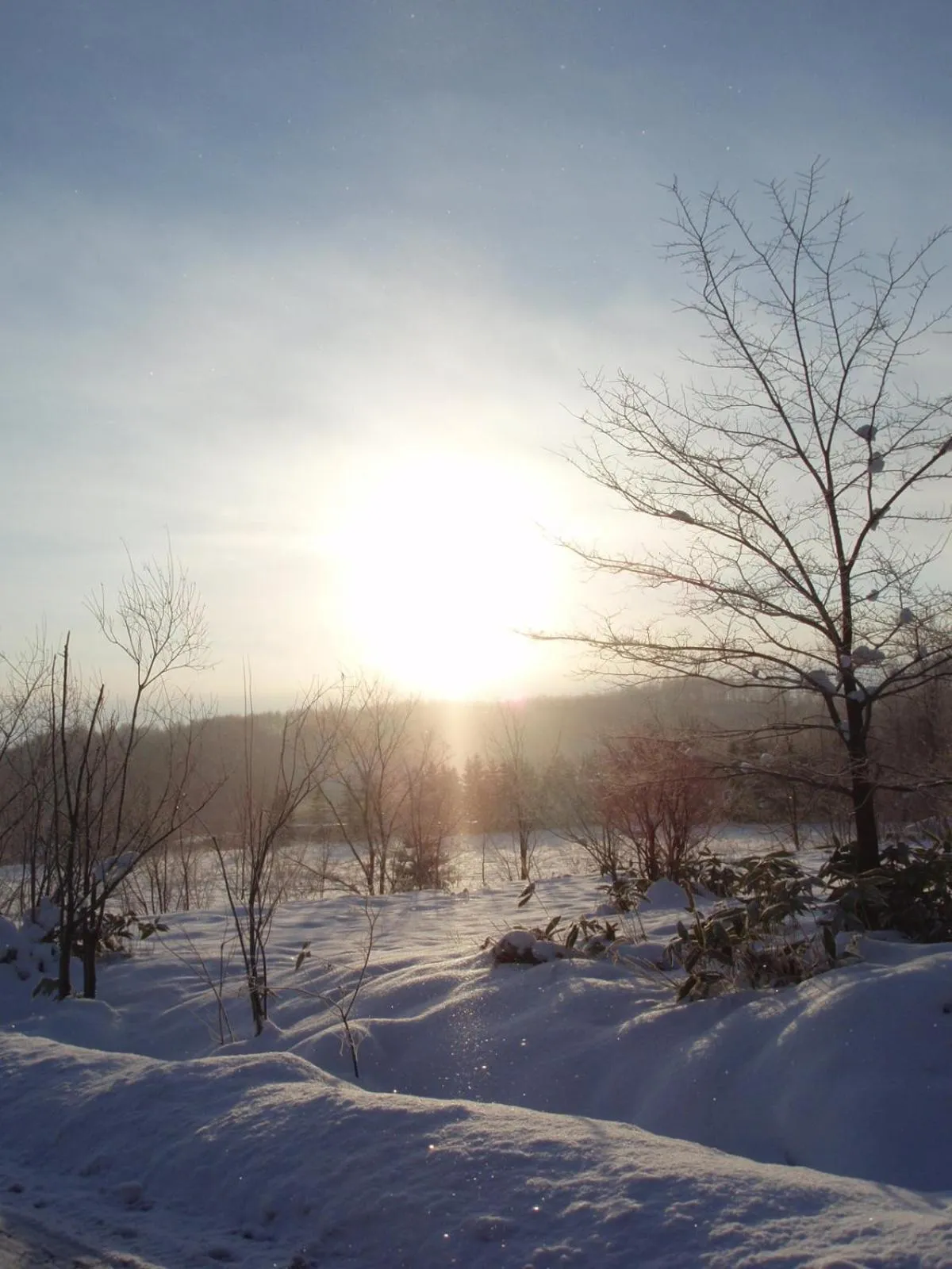 Other in Pension Gooseberry