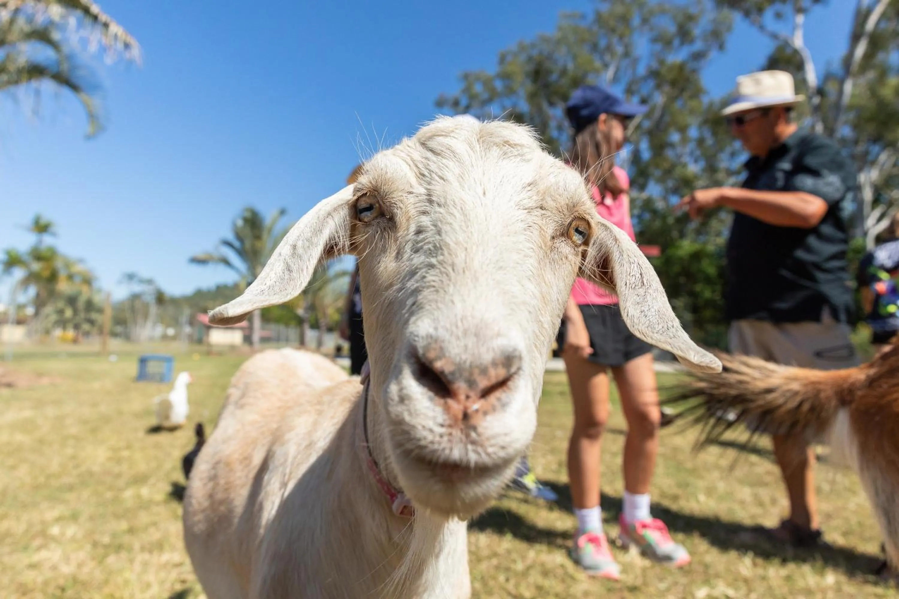 Animals in BIG4 Adventure Whitsunday Resort