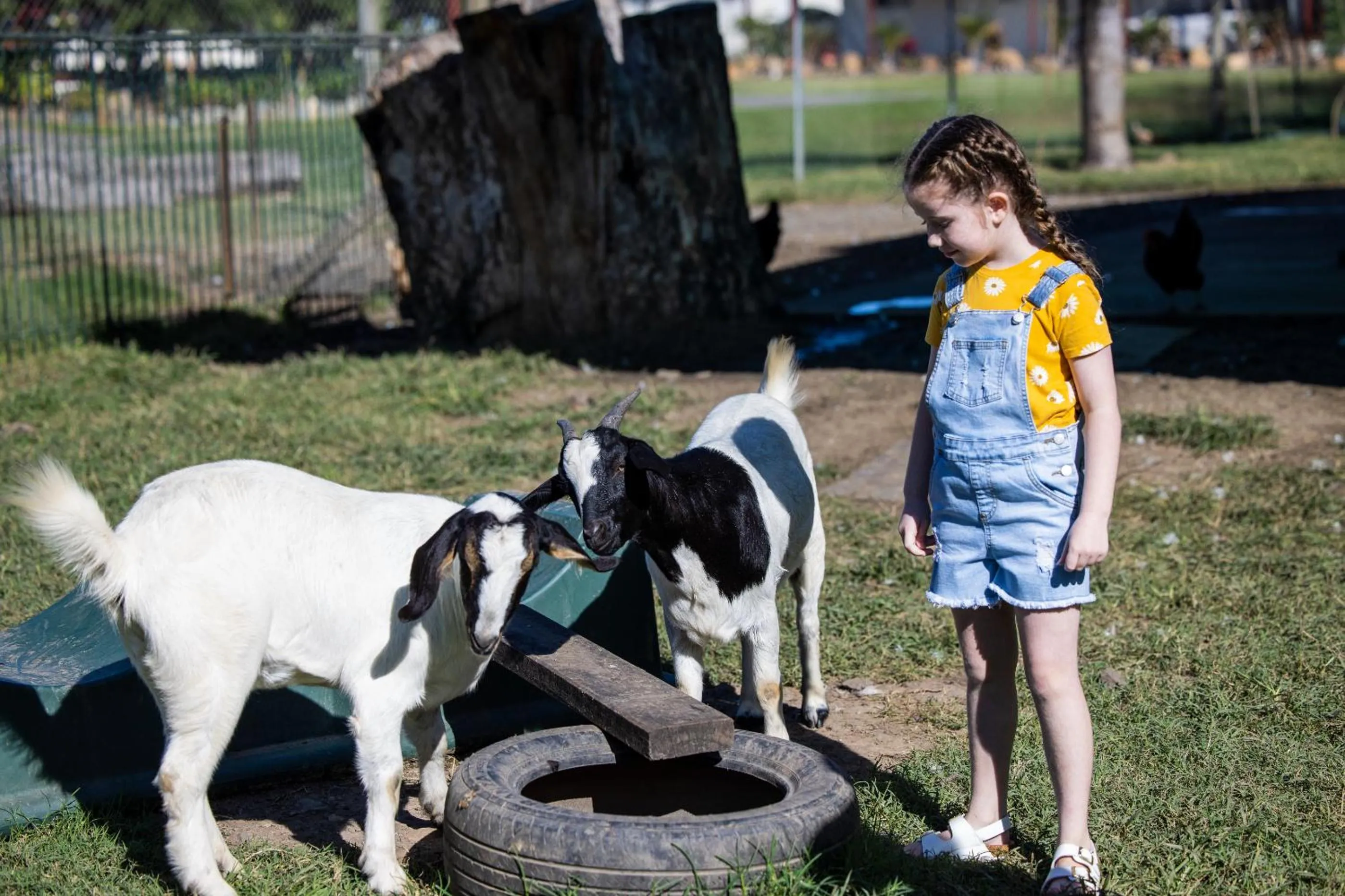 Animals in BIG4 Adventure Whitsunday Resort