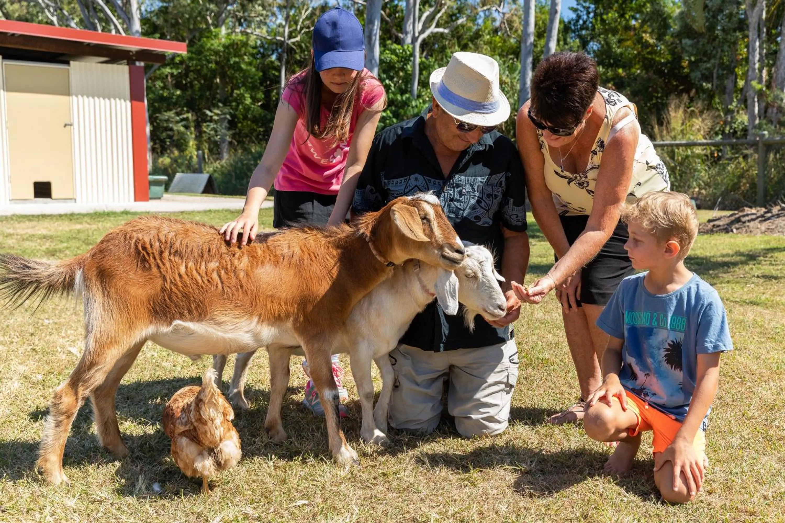 Animals in BIG4 Adventure Whitsunday Resort
