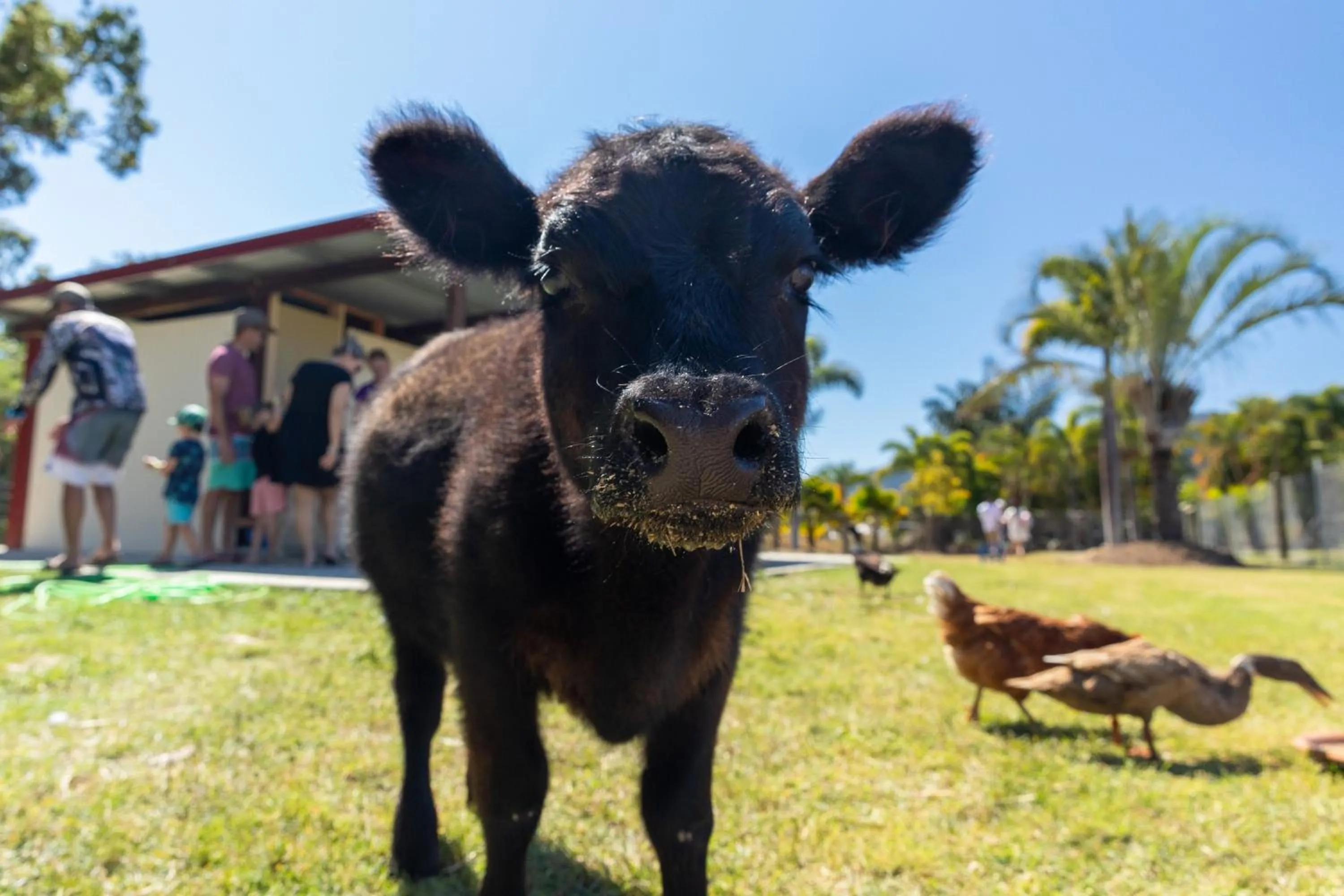 Animals in BIG4 Adventure Whitsunday Resort