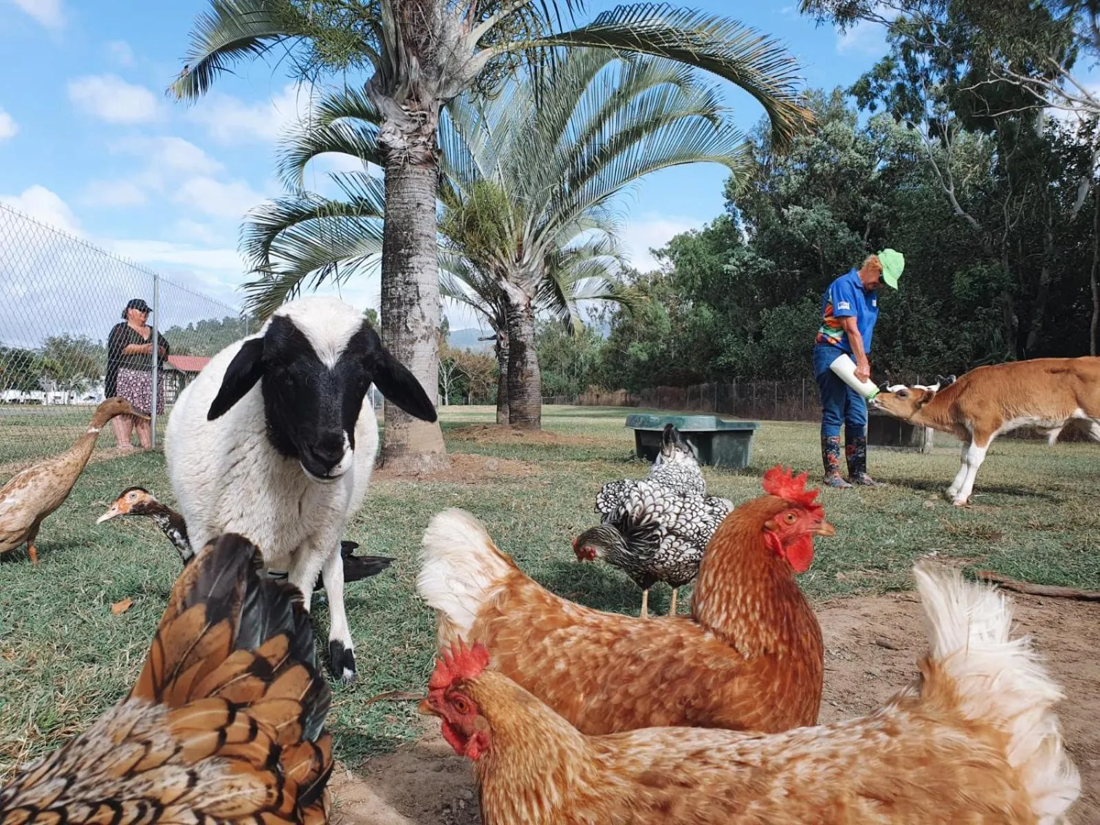 Animals in BIG4 Adventure Whitsunday Resort