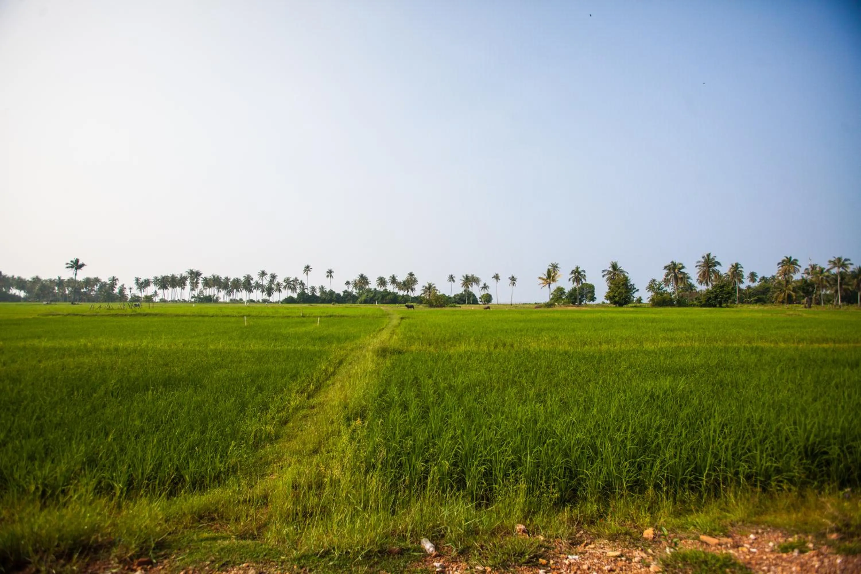 Yataa Spa and Resort