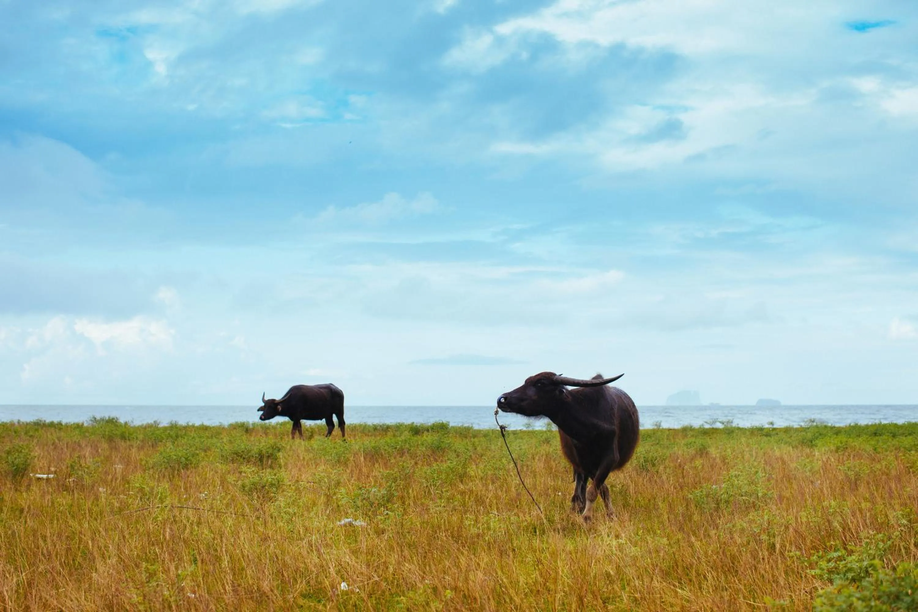 Yataa Spa and Resort