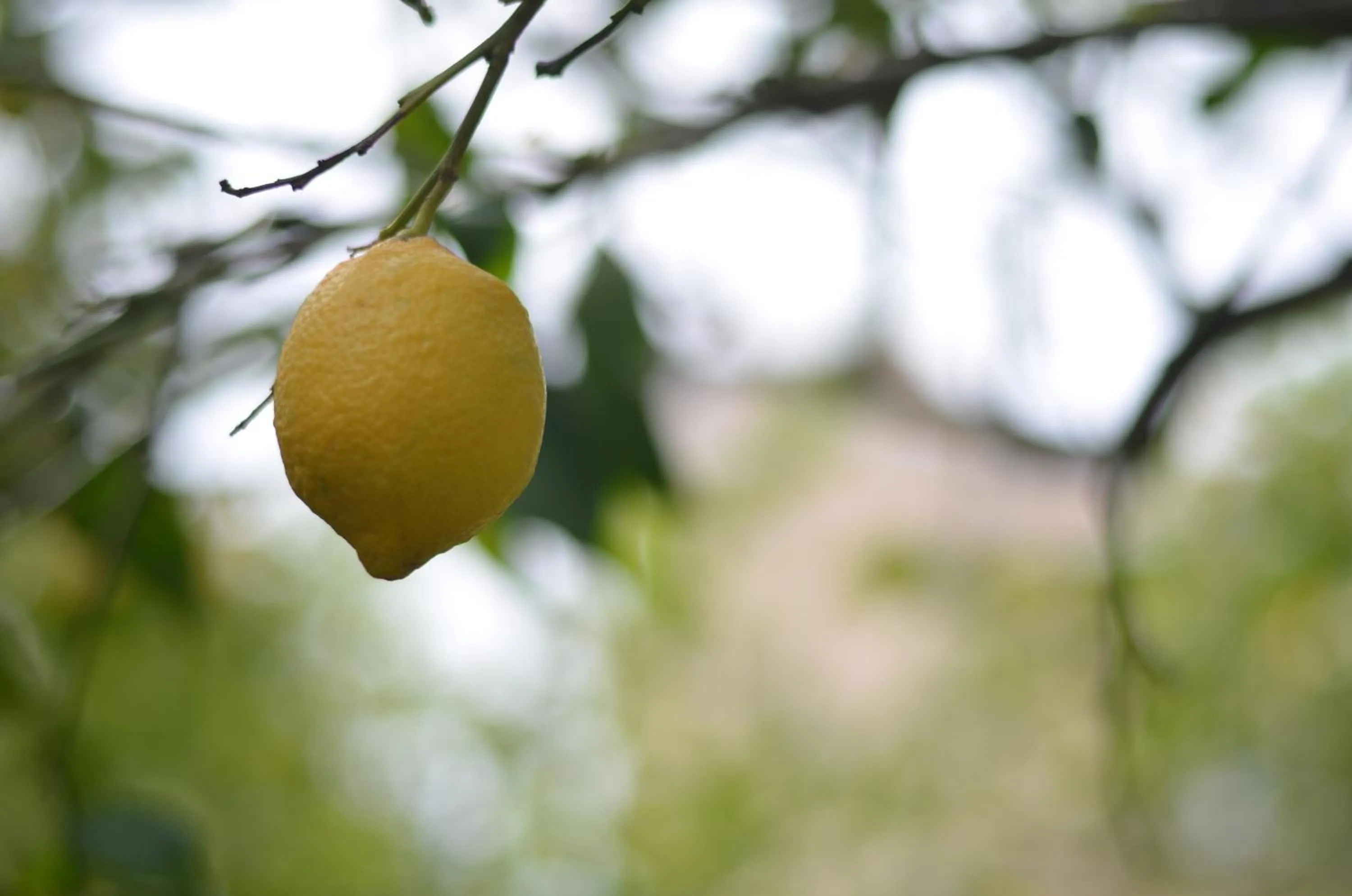 Garden in Akti Anastasia