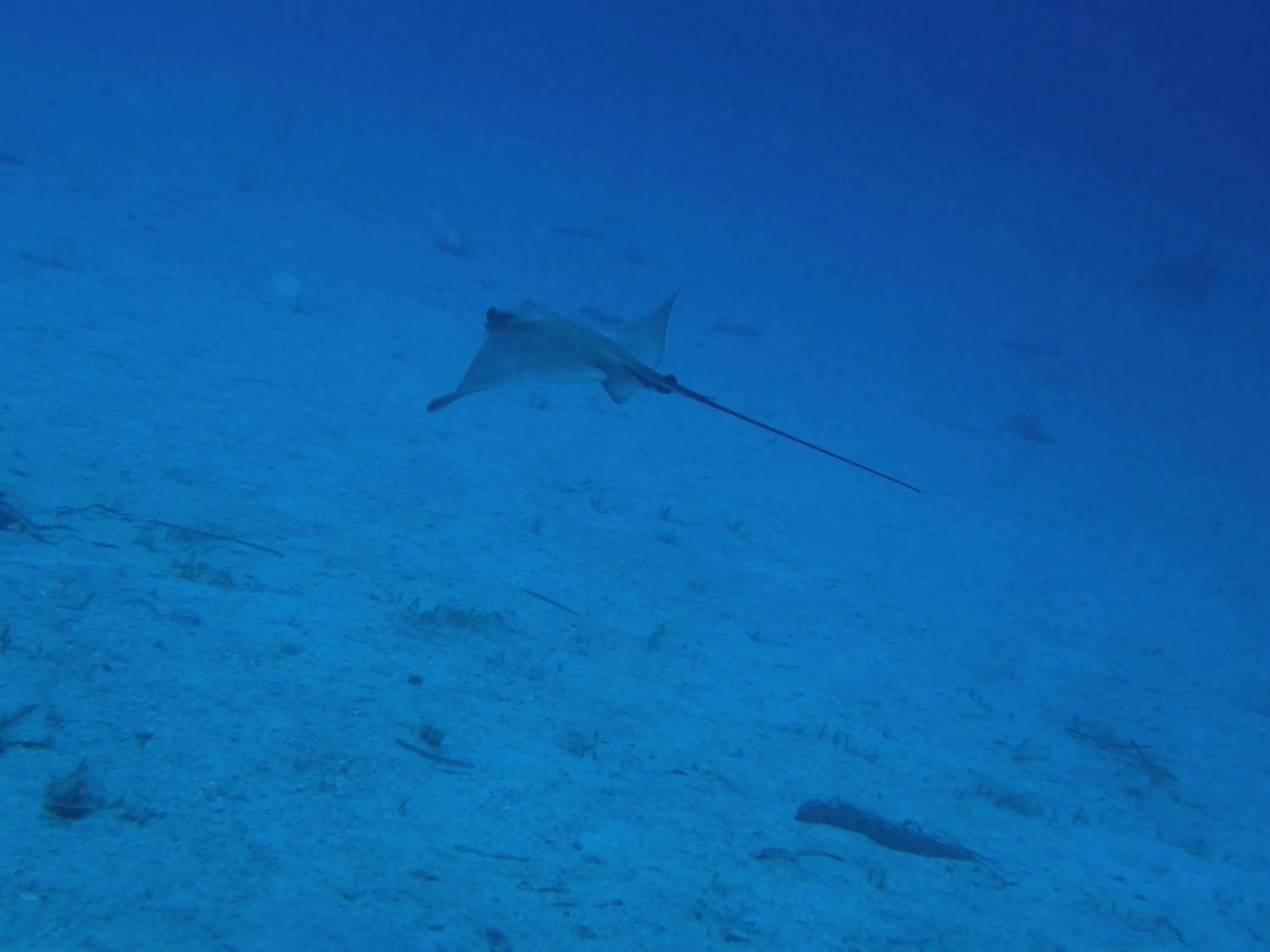 Diving in Hotel Sant'Andrea