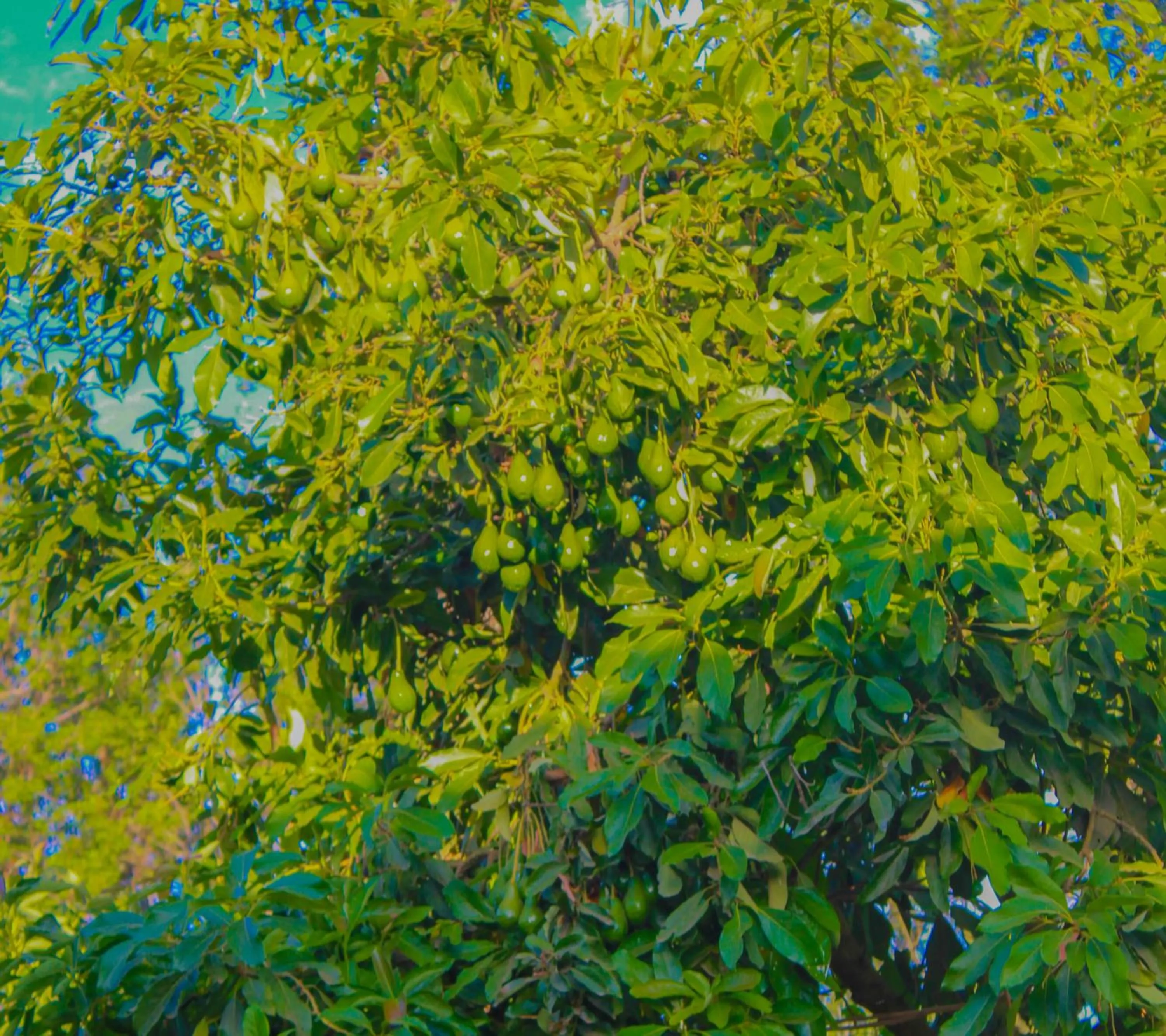 Garden in Equator Hotel