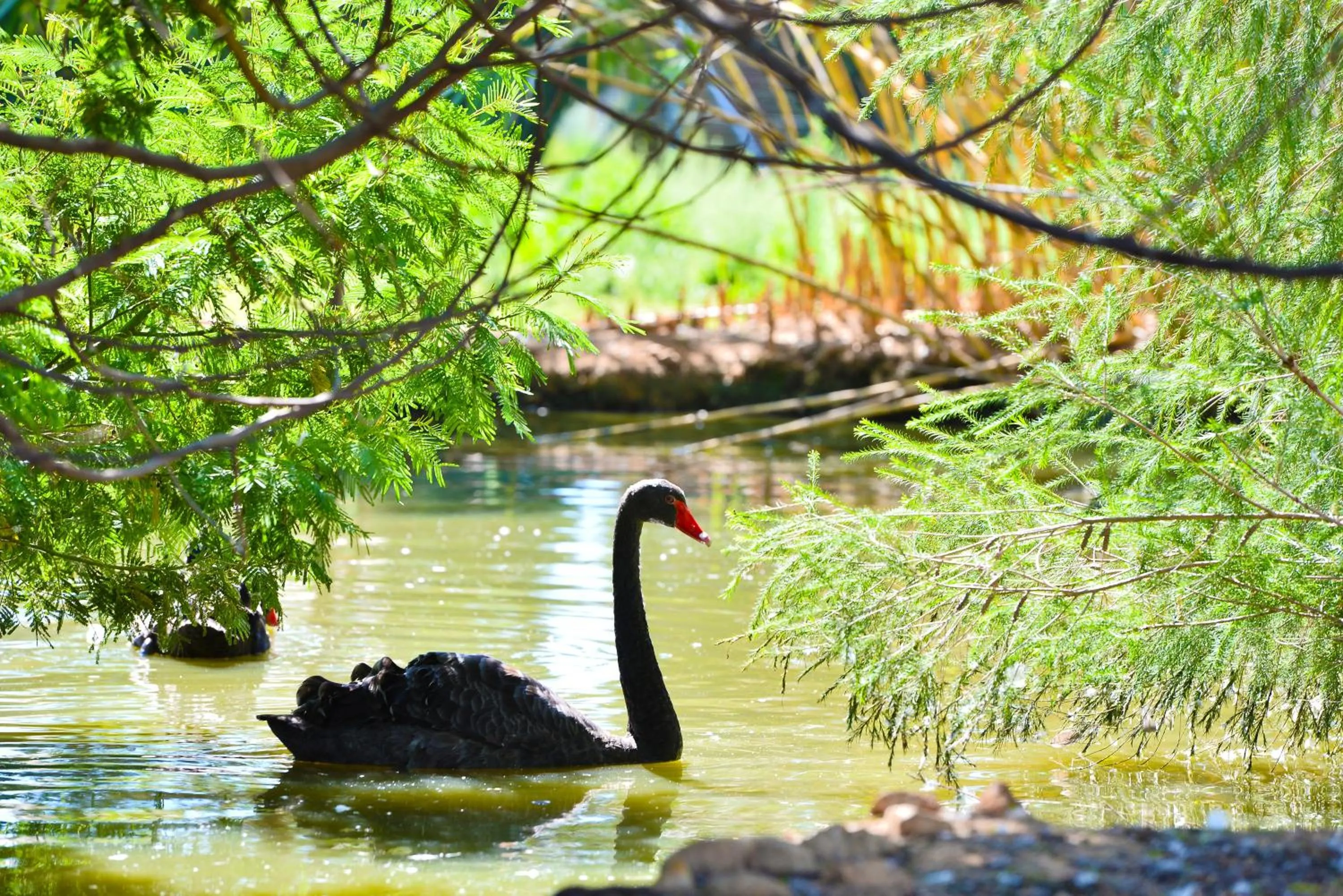 Animals in Hotel Rurale Orti di Nora & SPA