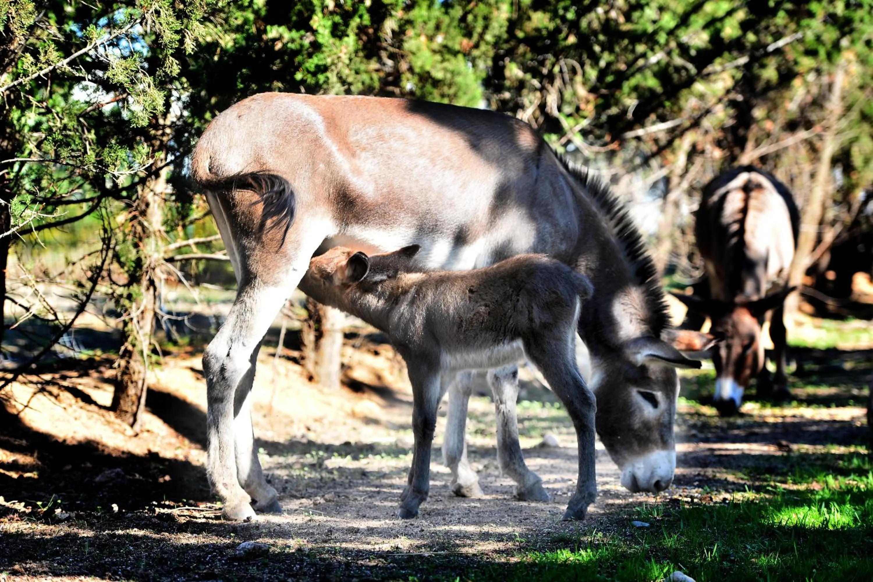 Animals in Hotel Rurale Orti di Nora & SPA