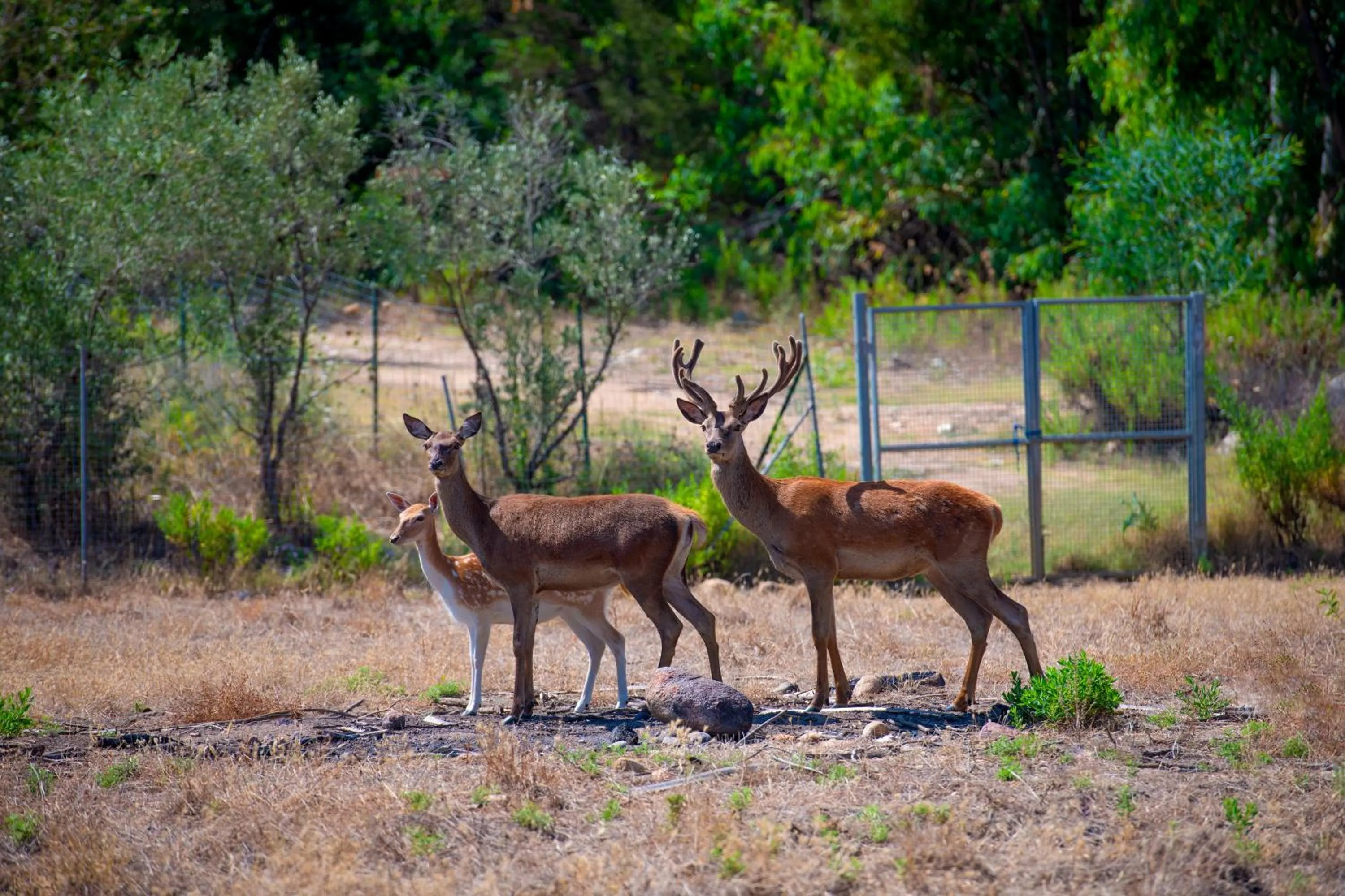 Animals in Hotel Rurale Orti di Nora & SPA