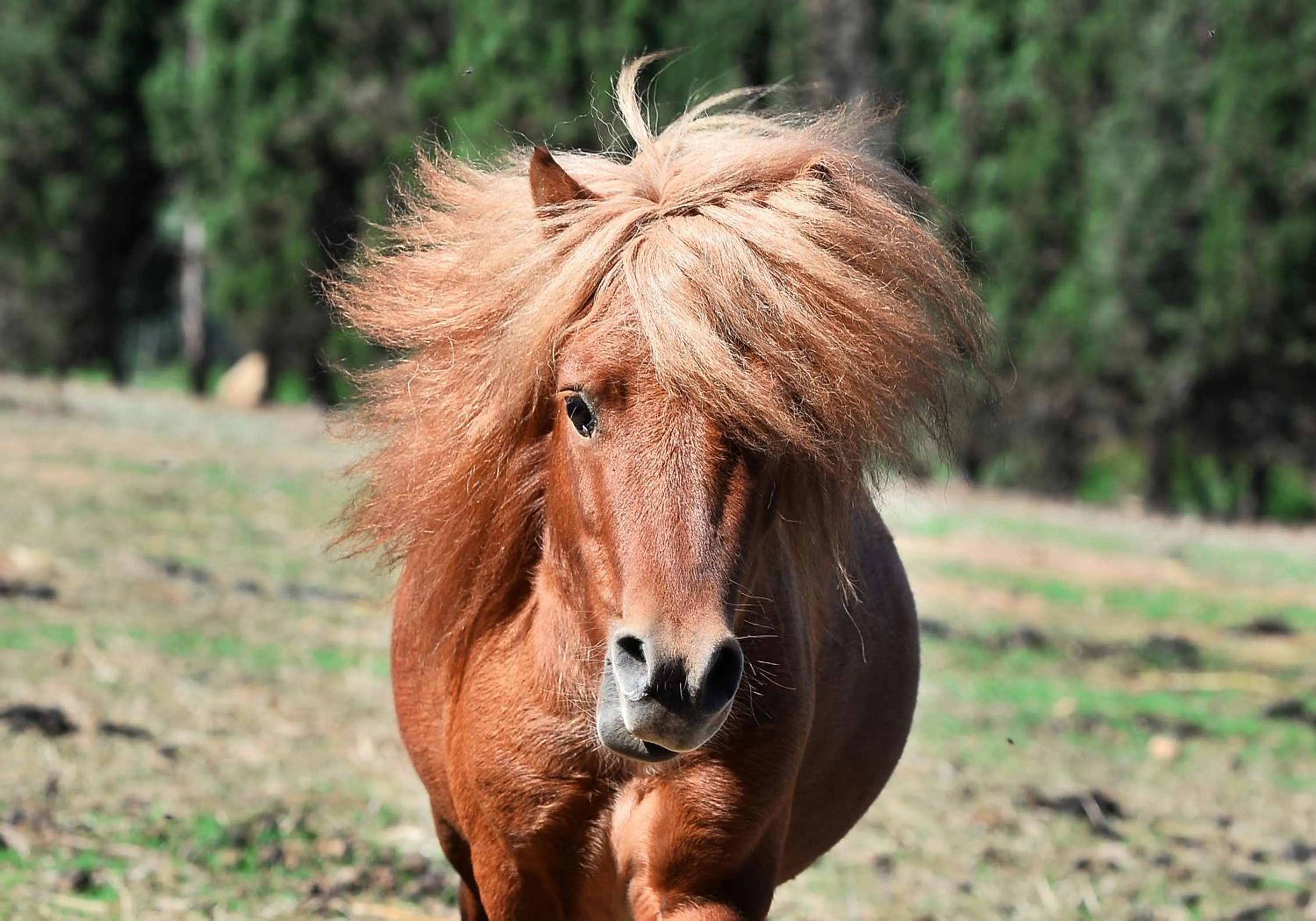 Animals in Hotel Rurale Orti di Nora & SPA