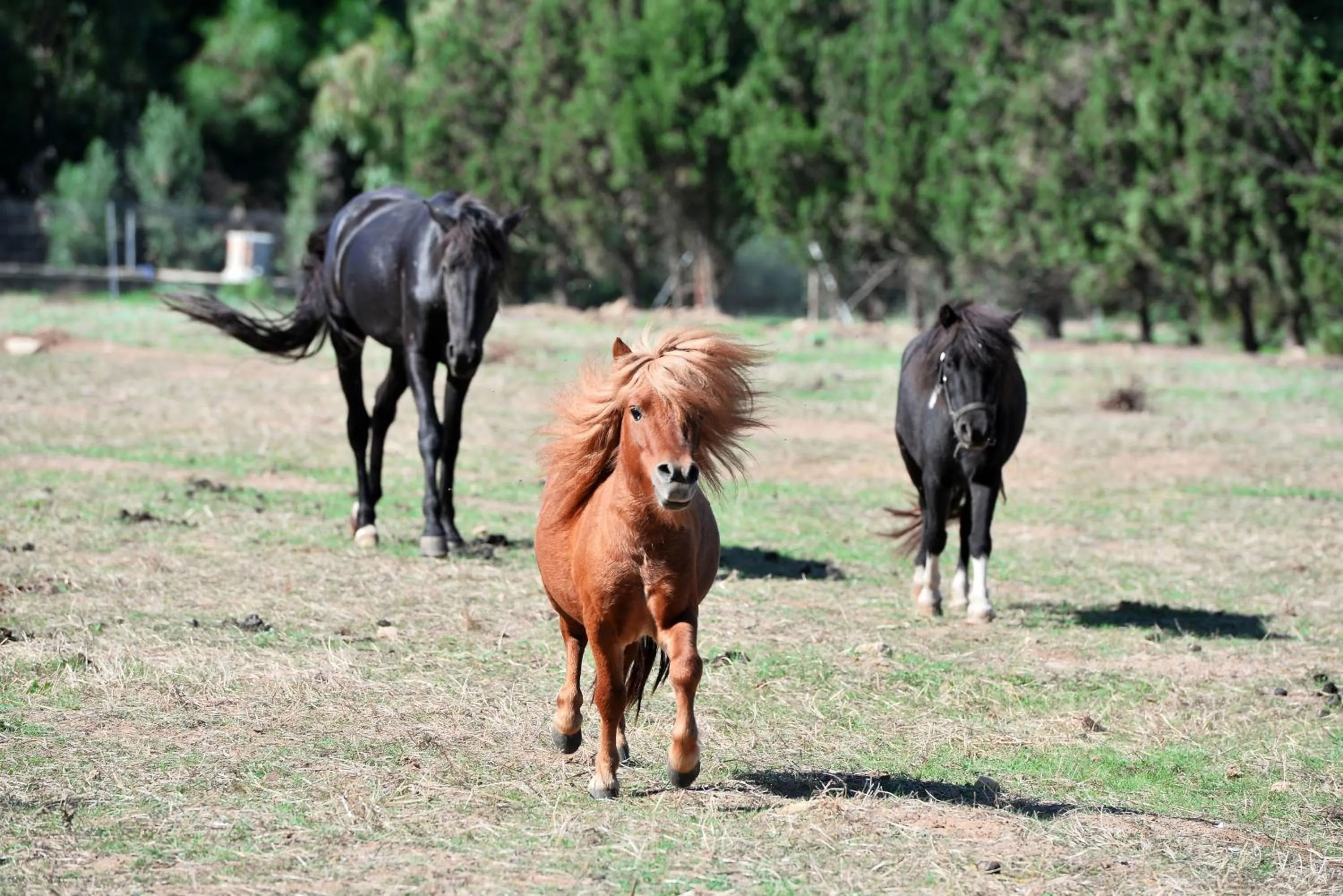 Animals in Hotel Rurale Orti di Nora & SPA