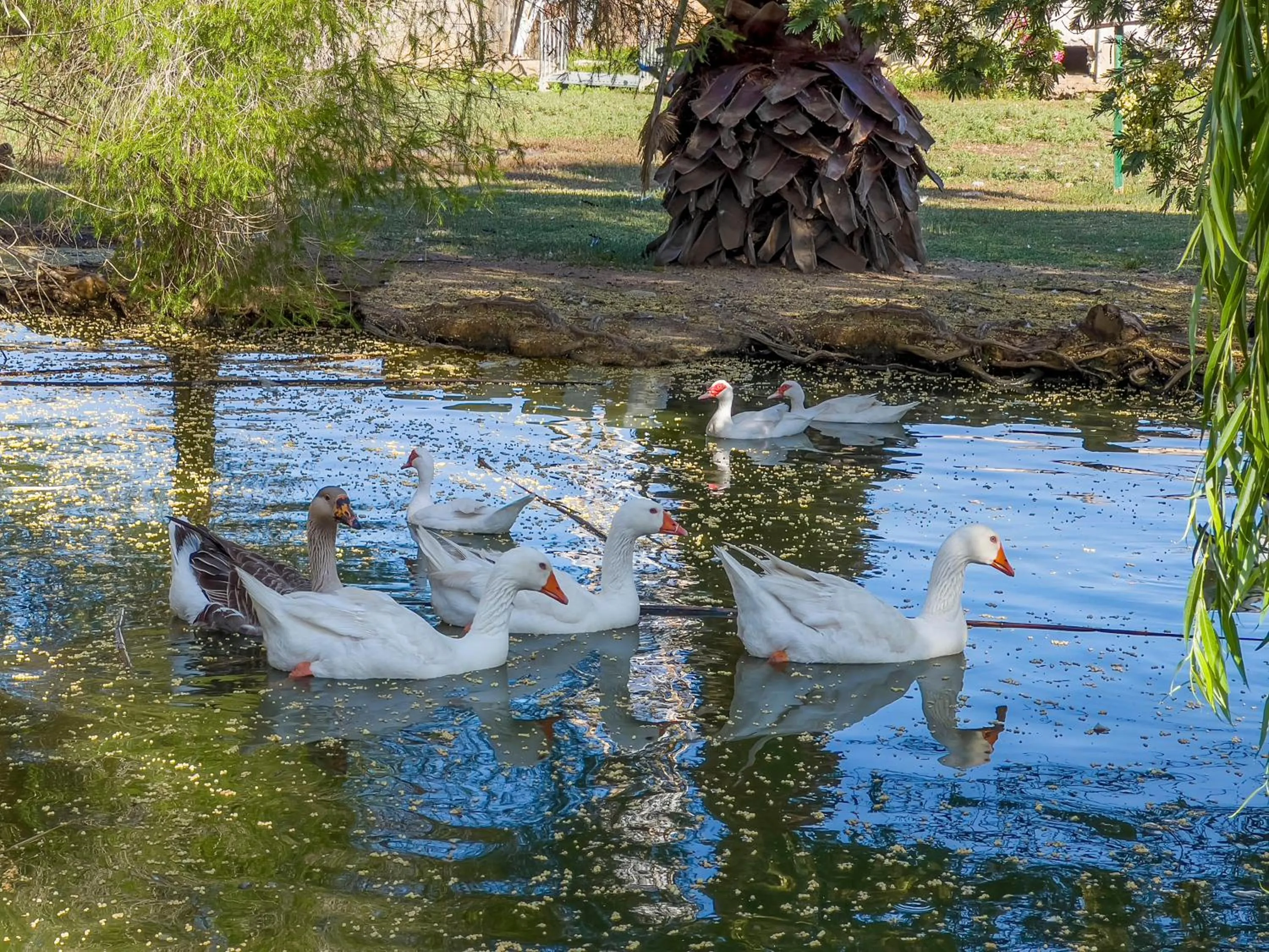 Animals in Hotel Rurale Orti di Nora & SPA