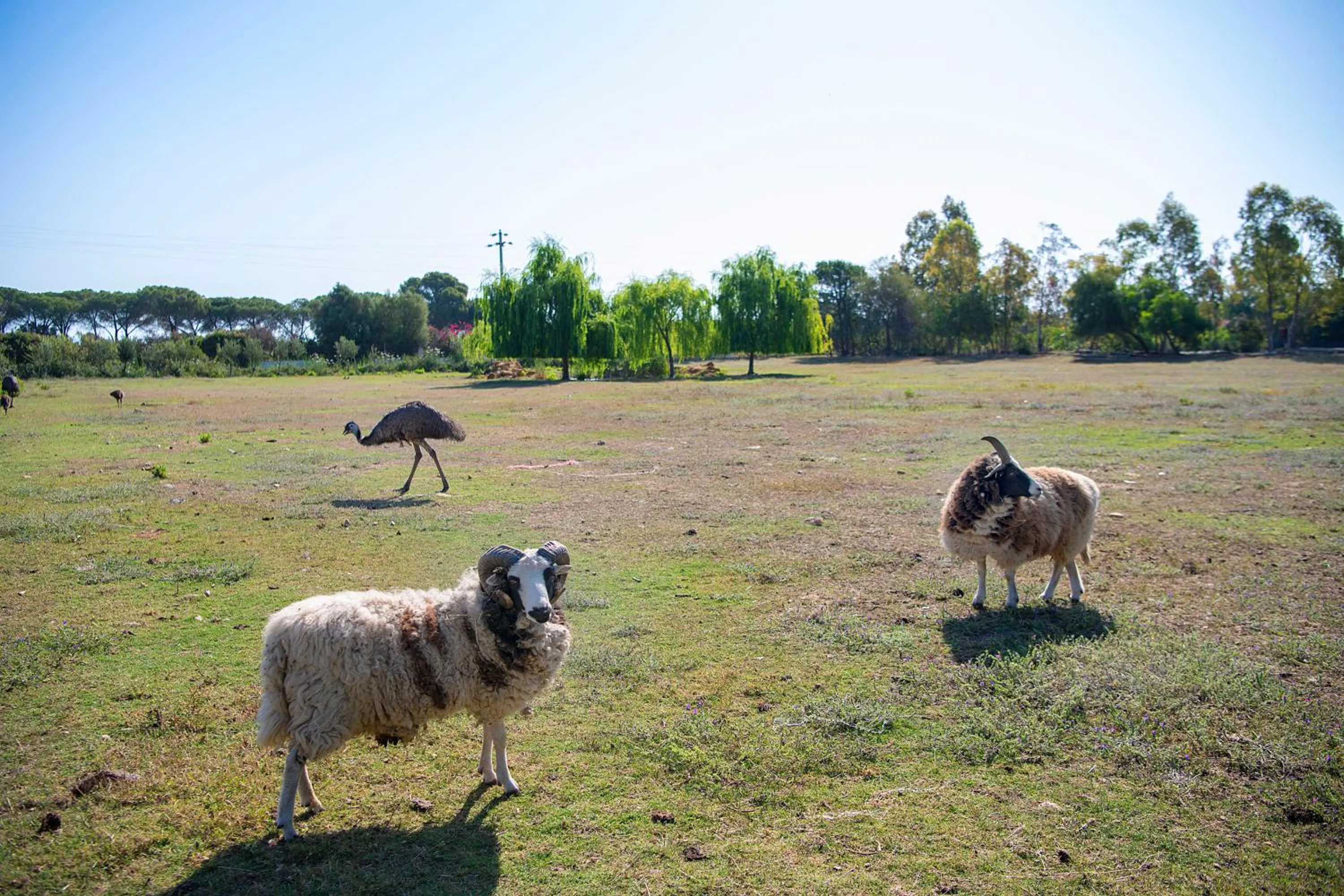 Animals in Hotel Rurale Orti di Nora & SPA