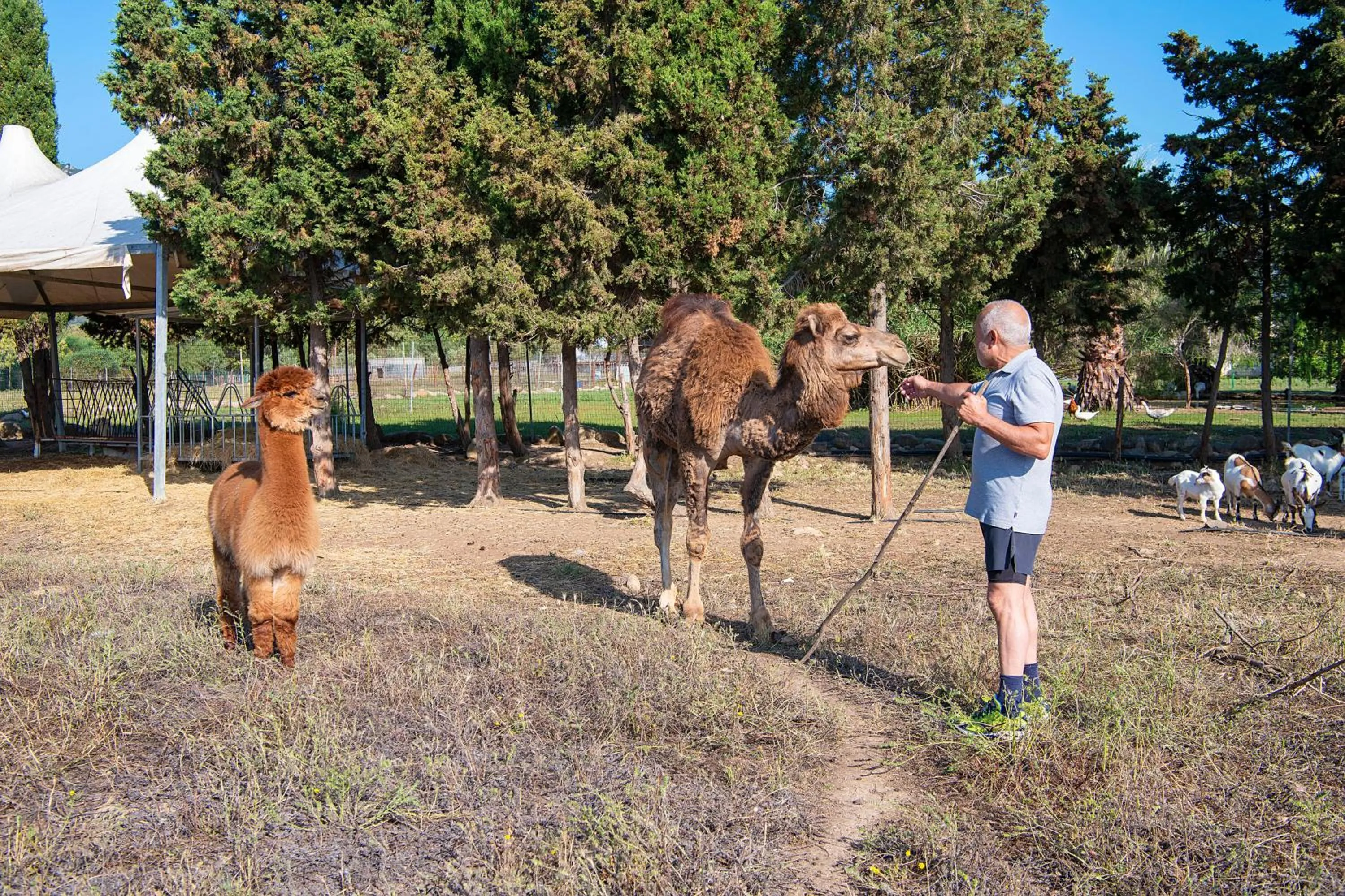 Animals in Hotel Rurale Orti di Nora & SPA